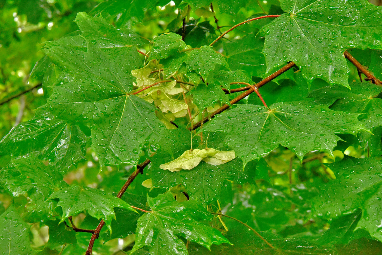 Valokuvaaja: Reijo Juurinen Valokuvaaja: Reijo Juurinen