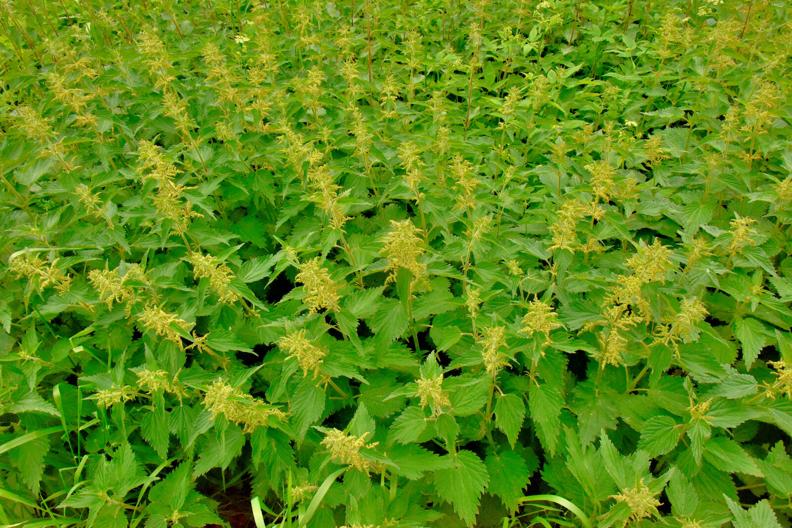 Valokuvaaja: Reijo Juurinen Valokuvaaja: Reijo Juurinen