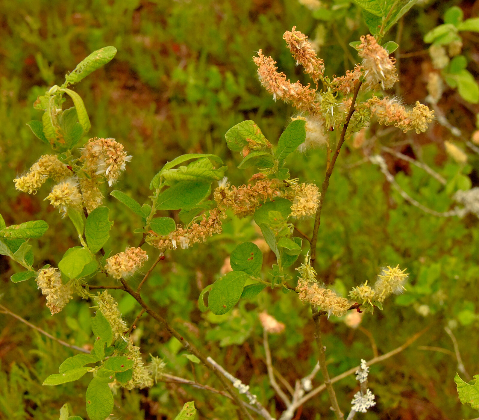 Valokuvaaja: Reijo Juurinen