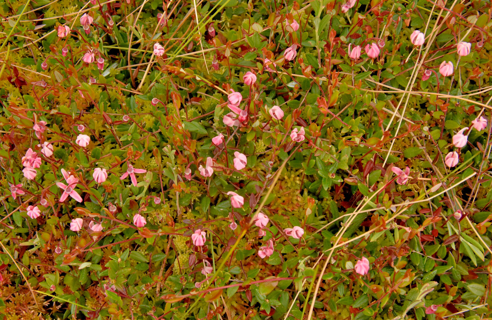 Valokuvaaja: Reijo Juurinen
