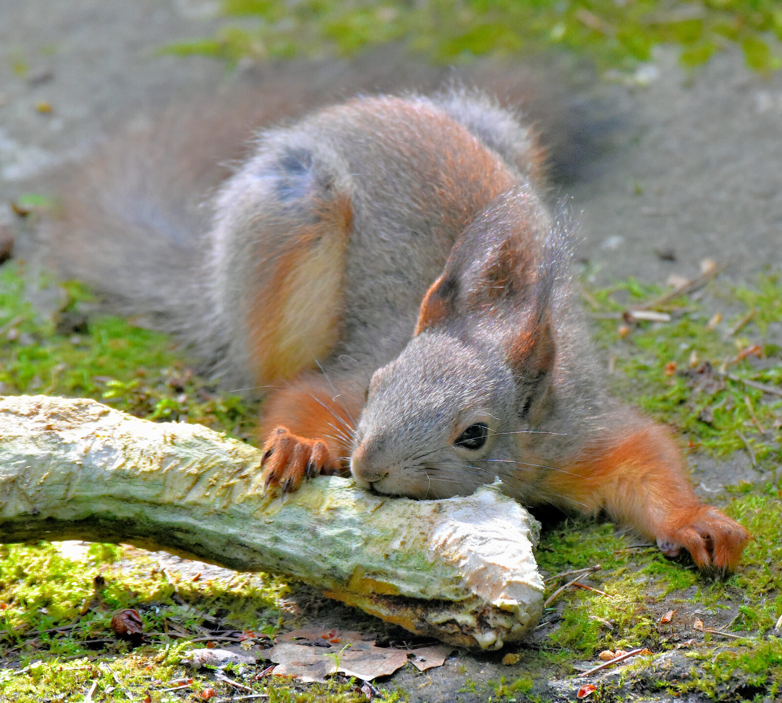 Valokuvaaja: Reijo Juurinen Valokuvaaja: Reijo Juurinen