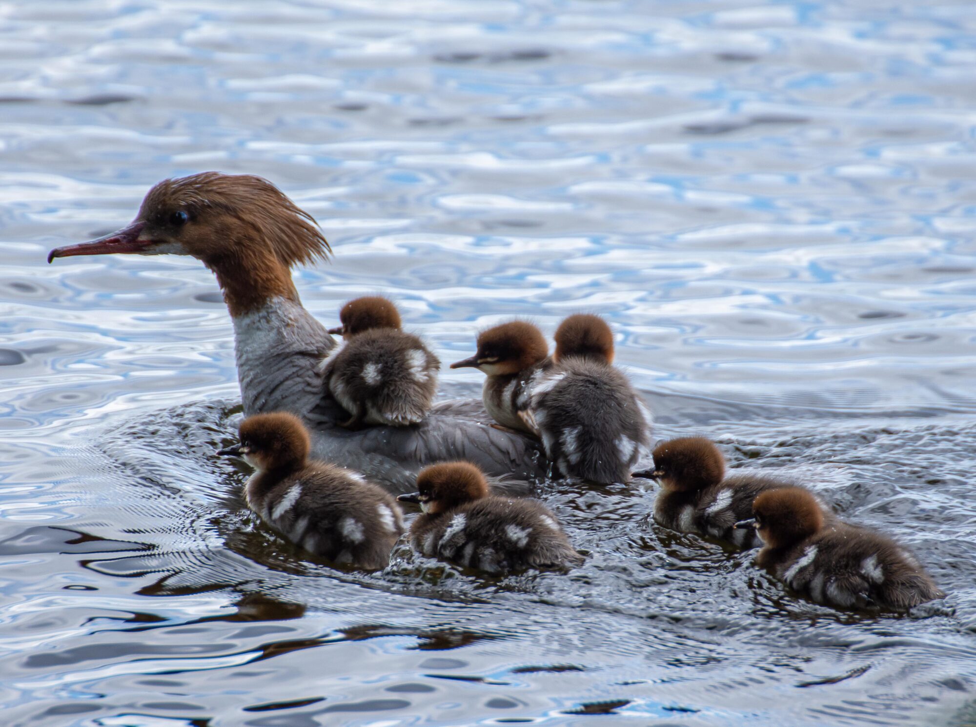 Valokuvaaja: Tuula Komsi