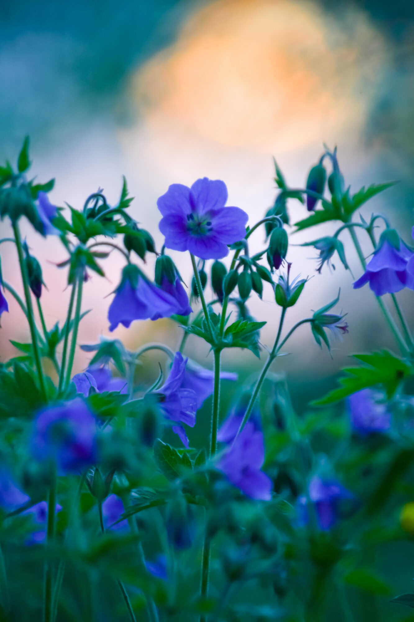 Valokuvaaja: Leena Rissanen