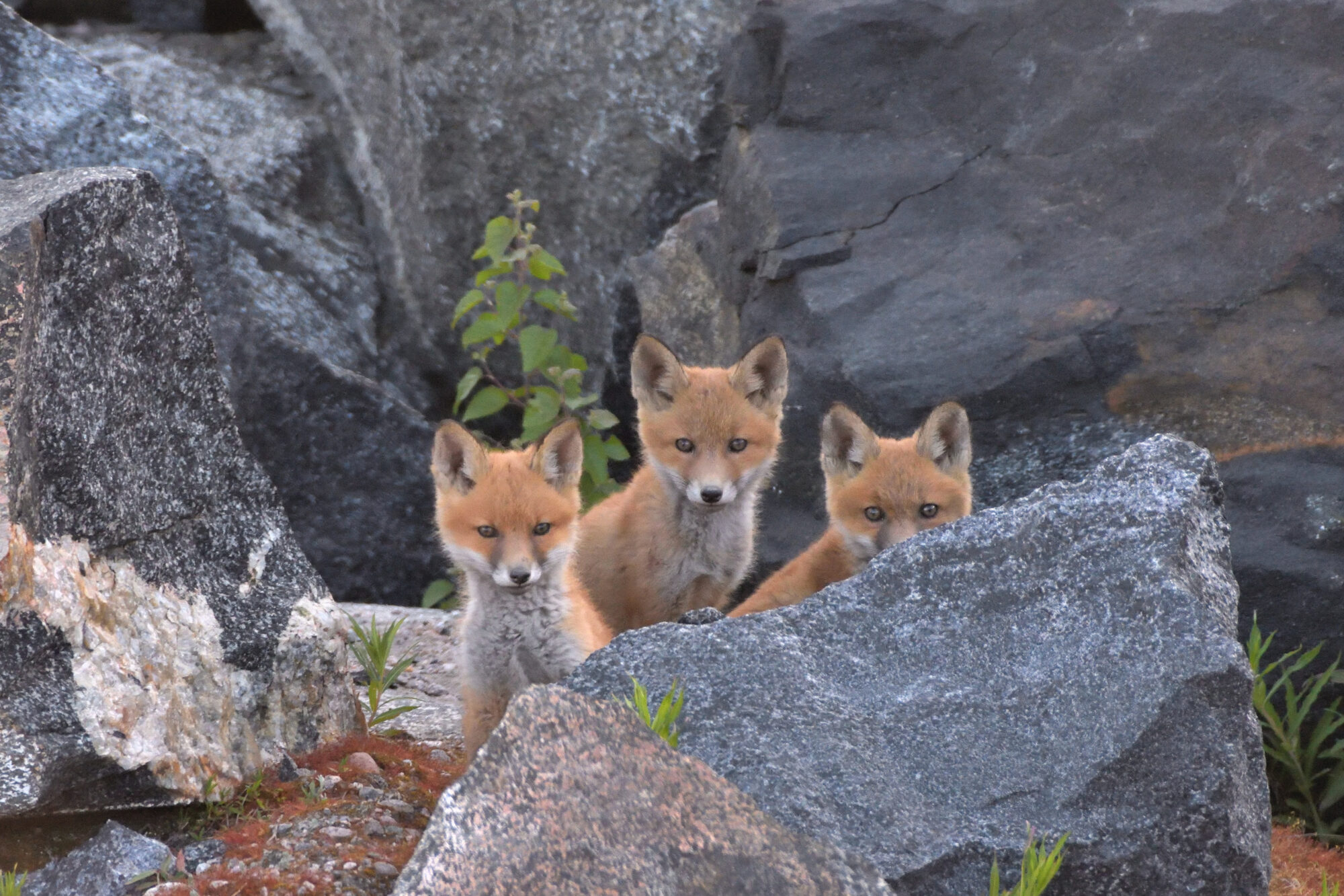 Valokuvaaja: Asko Heikkinen