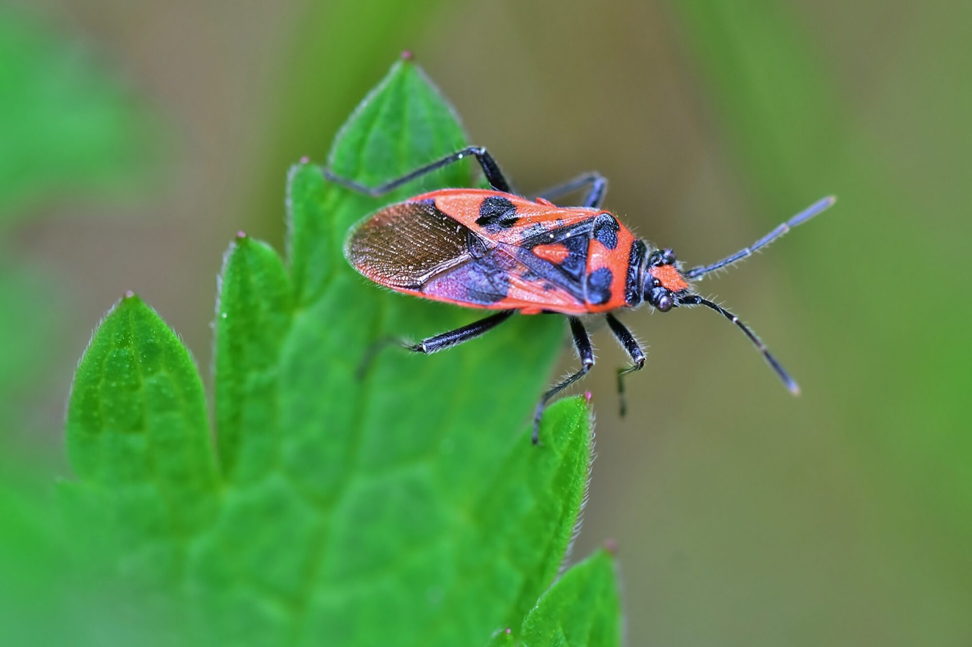 Valokuvaaja: Markku Pelkonen