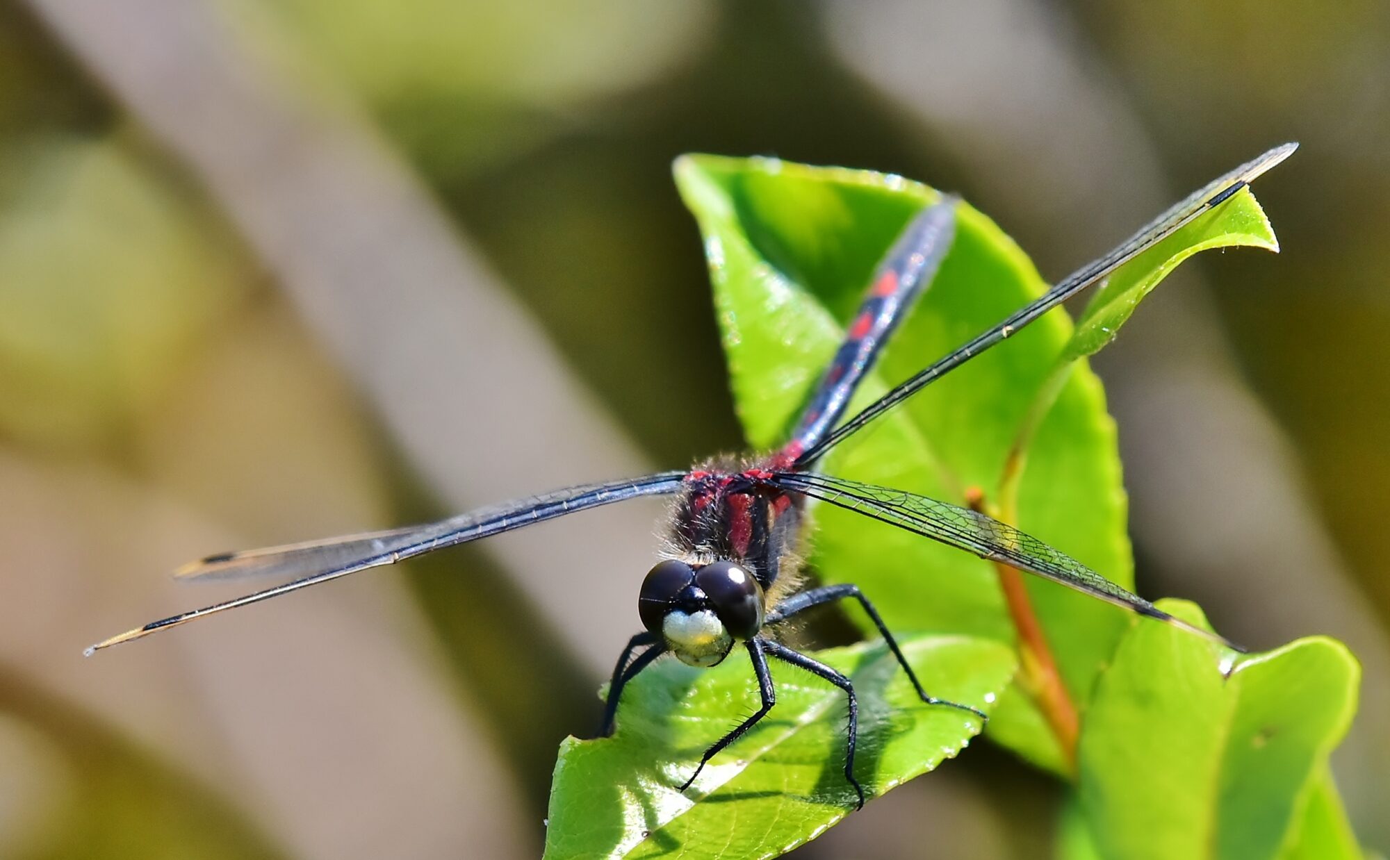 Valokuvaaja: Markku Pelkonen