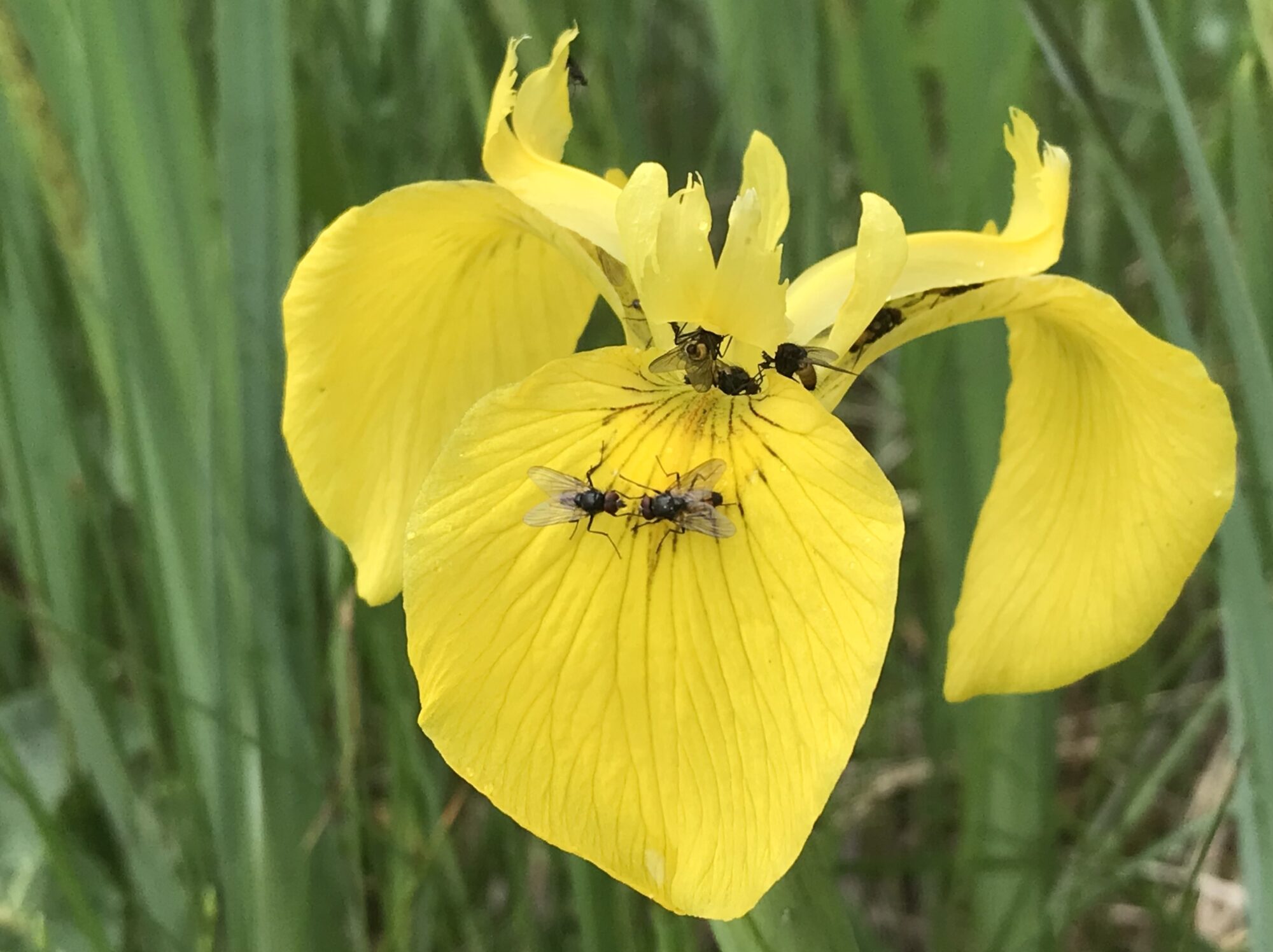 Valokuvaaja: Liisa Niiva-Korpela