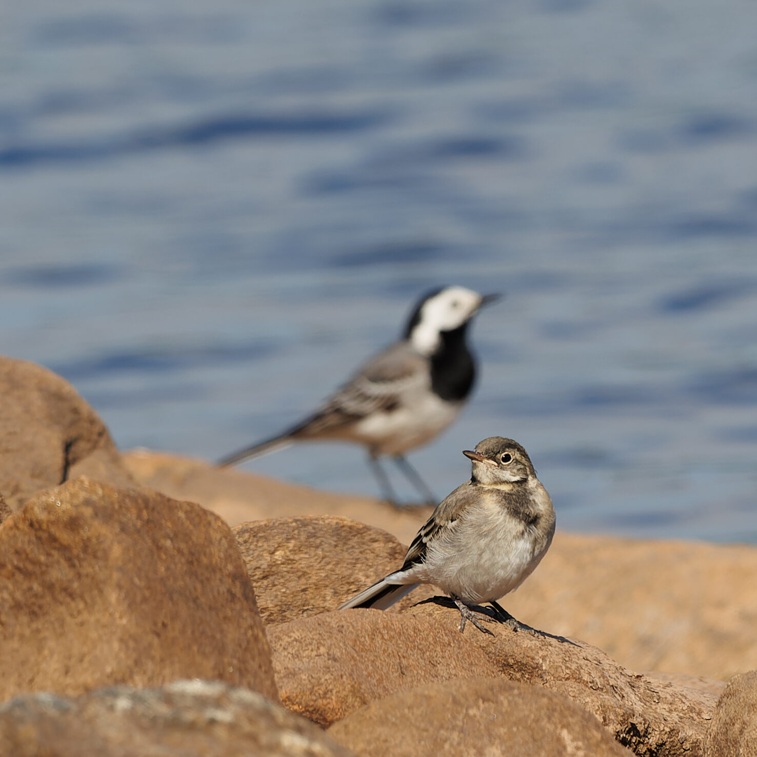 Valokuvaaja: Tommi Kujala