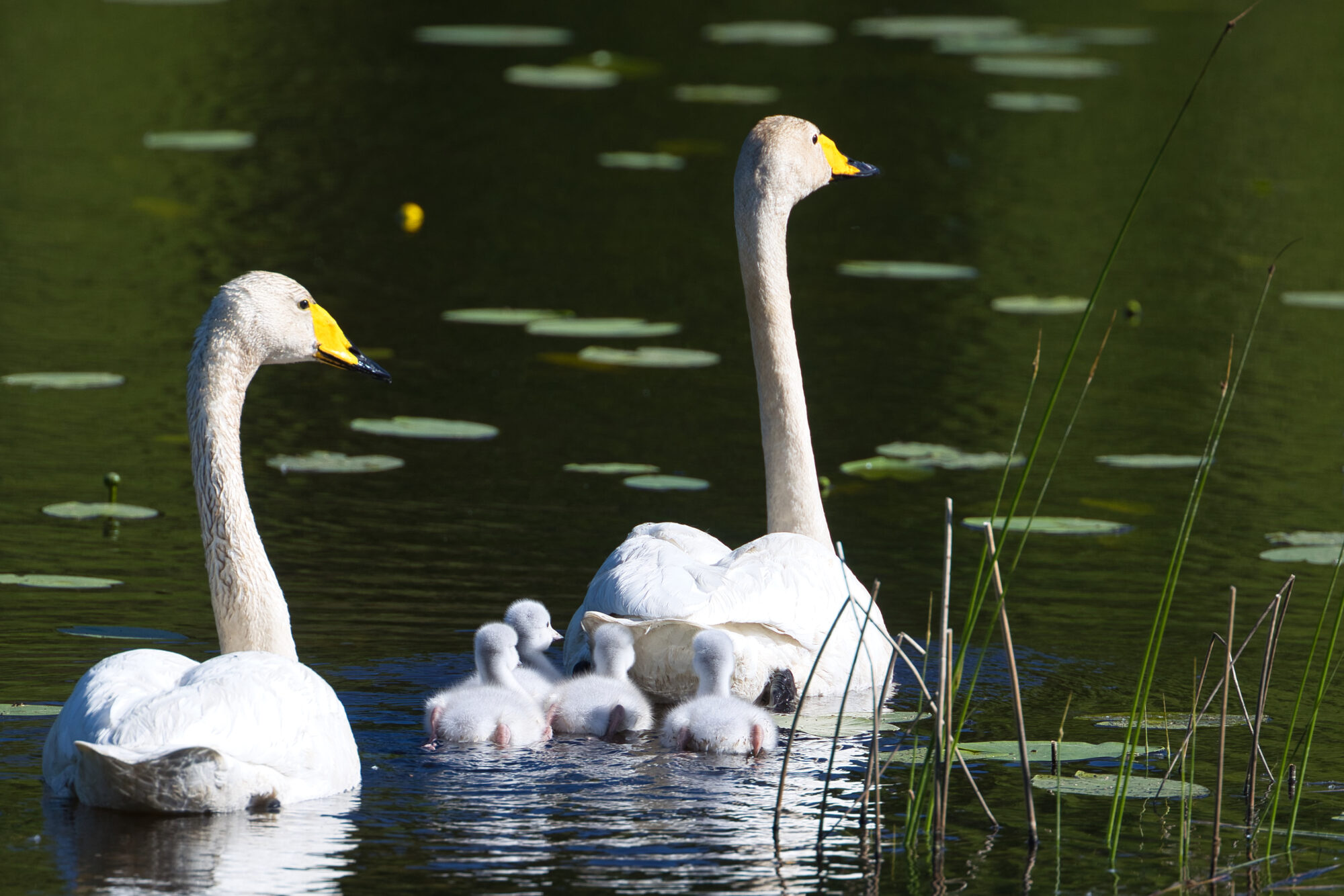 Valokuvaaja: Ari Branthin