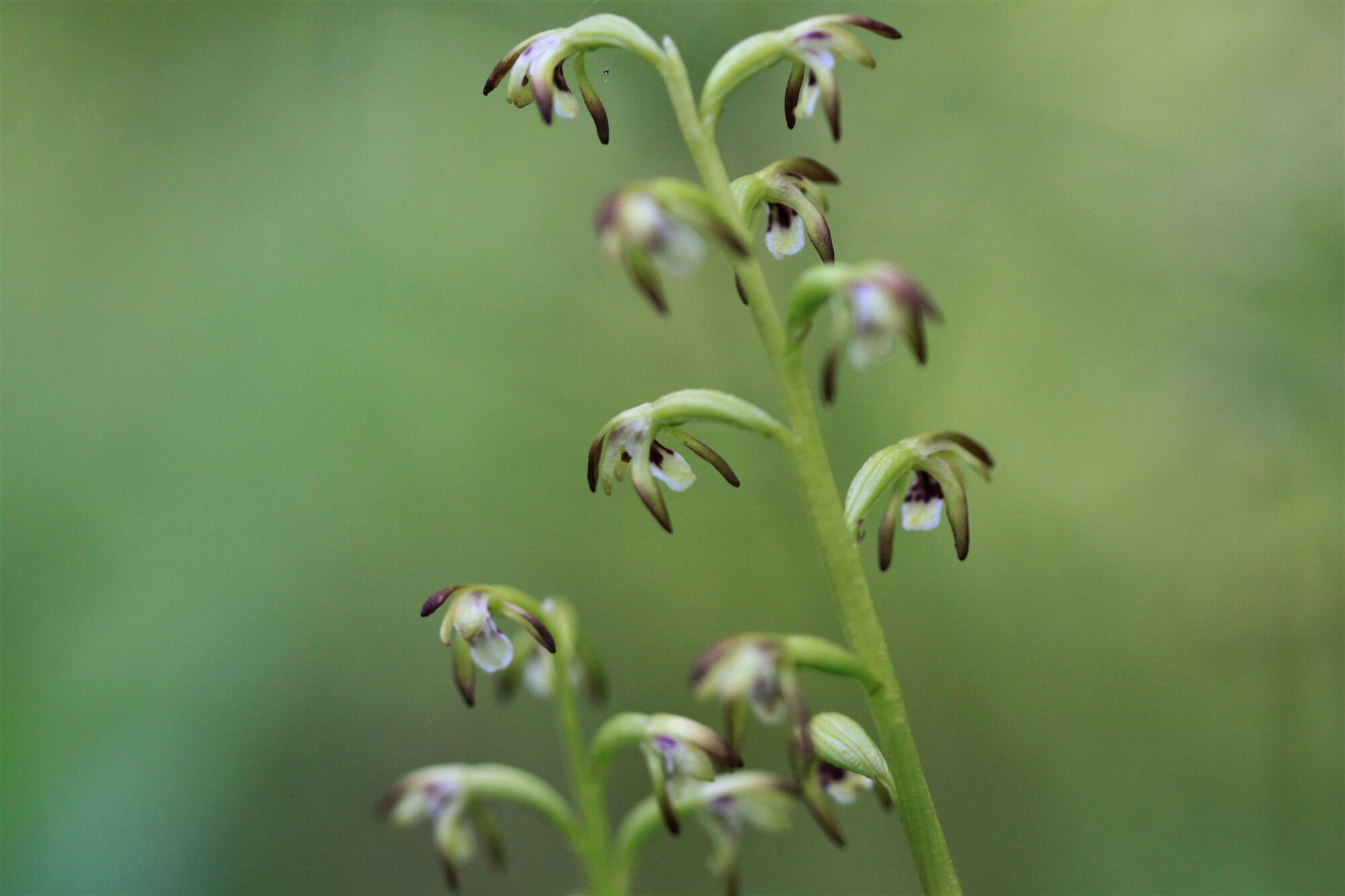 Valokuvaaja: Kaarina Heiskanen