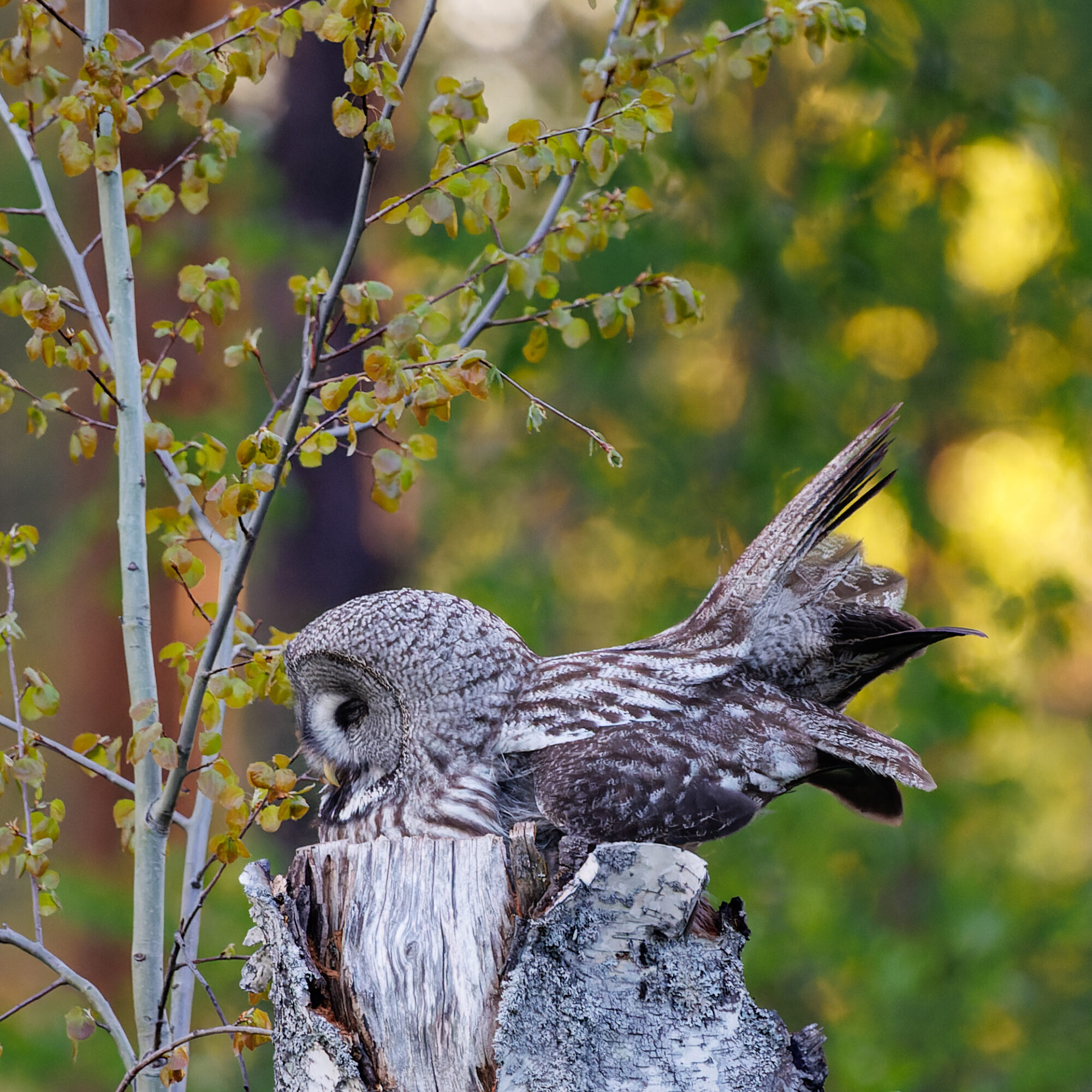 Valokuvaaja: Tommi Kujala