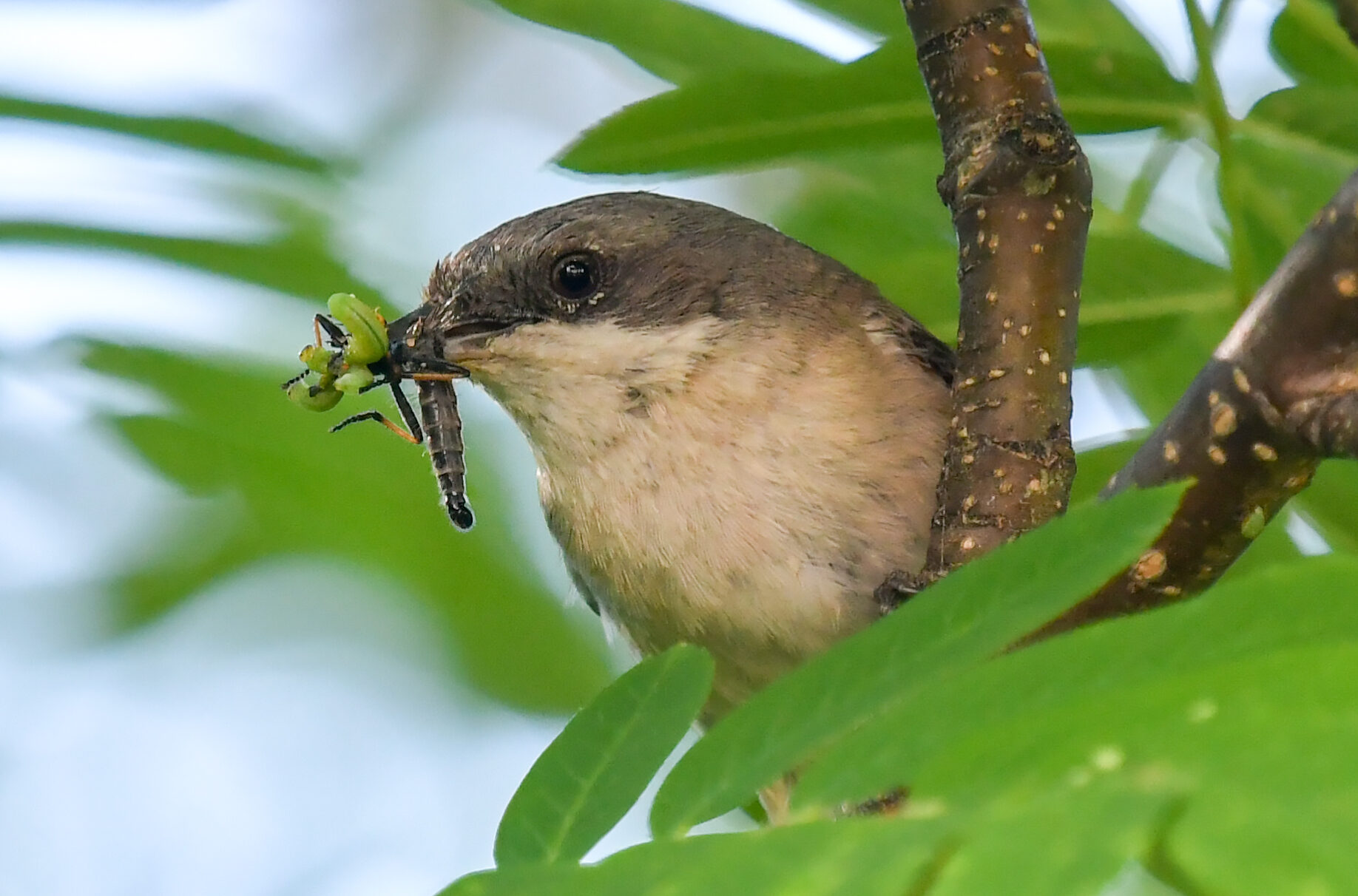 Valokuvaaja: Matti Manninen