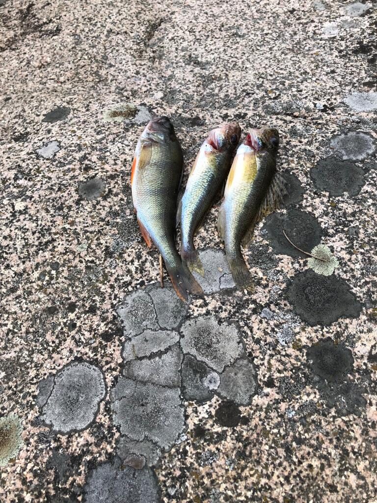 Valokuvaaja: Alvar Ilmonen