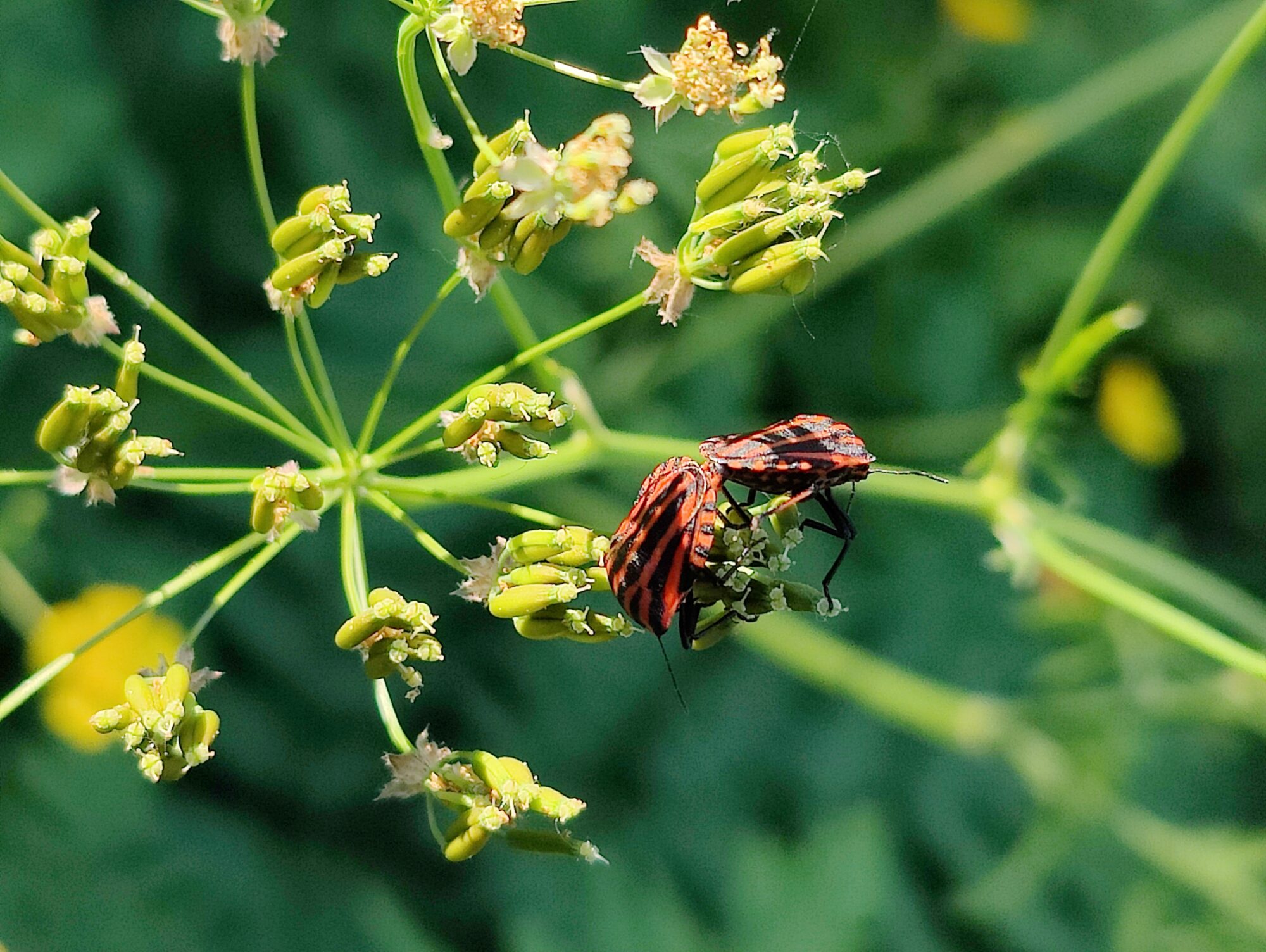 Valokuvaaja: Joonas Hirvi