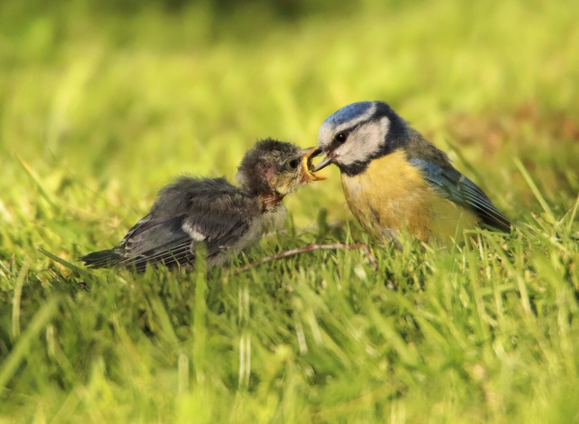 Valokuvaaja: Irja Lehtinen