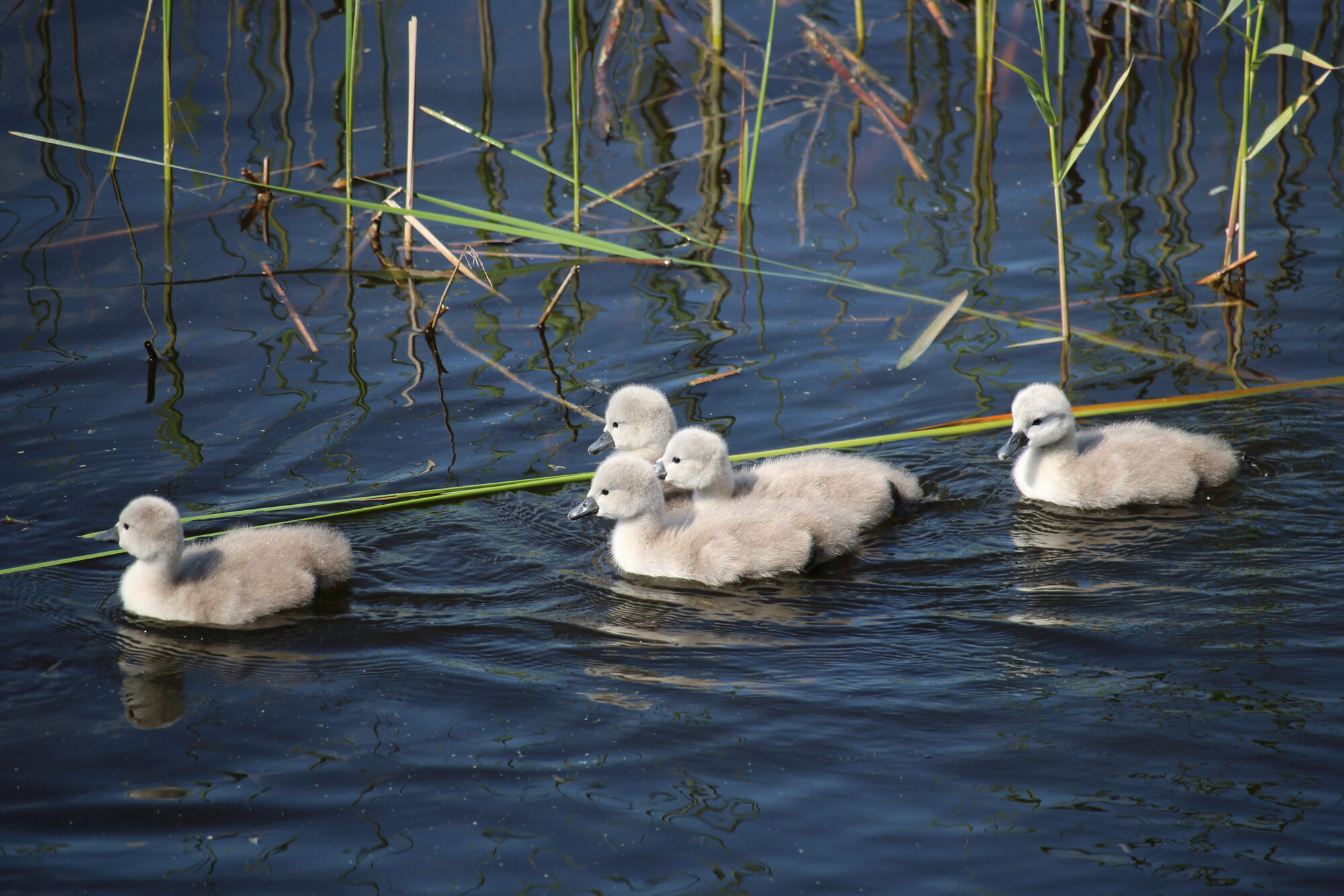 Valokuvaaja: Kirsi-Marja Joenpolvi