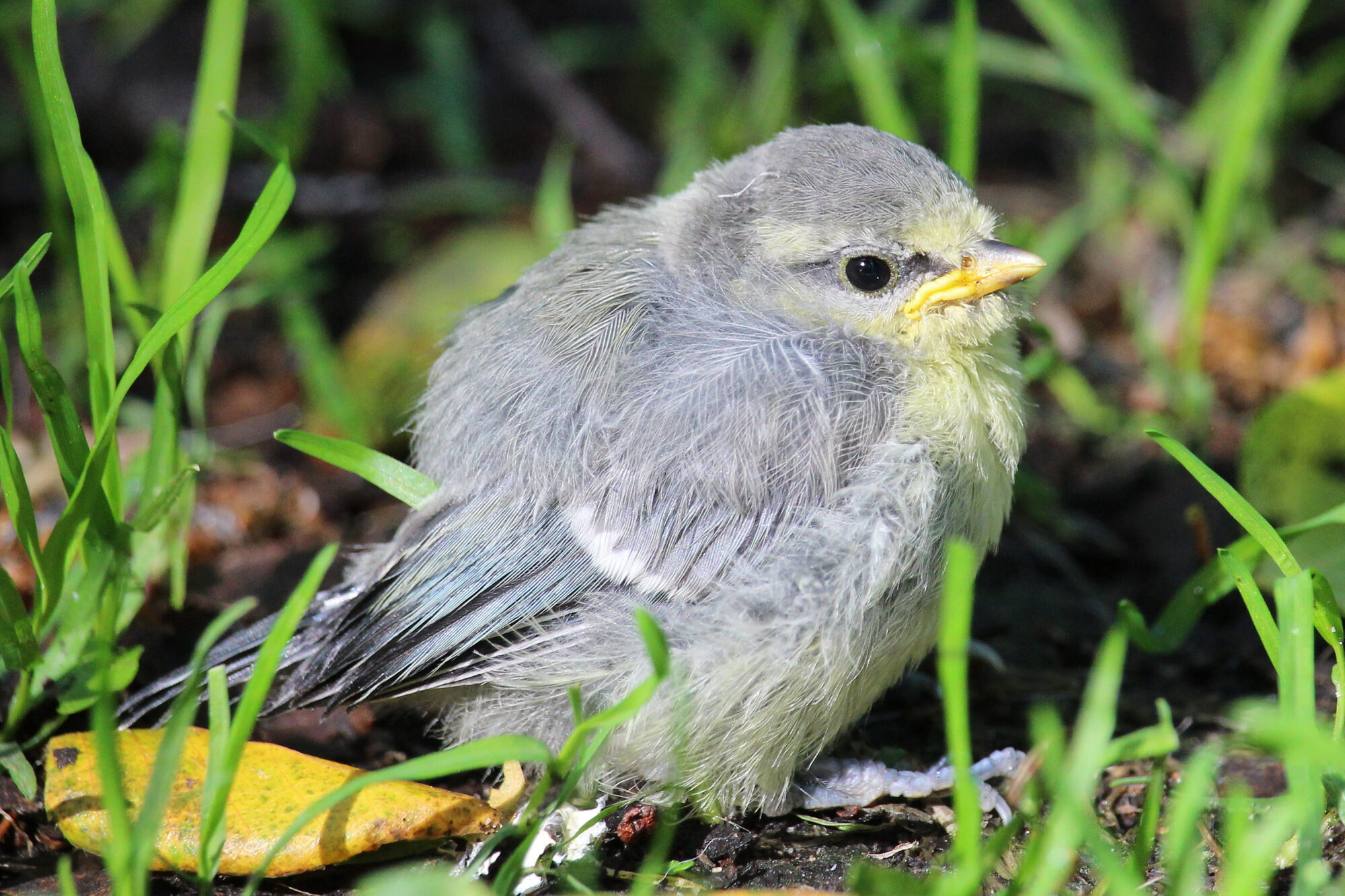 Valokuvaaja: Kirsi-Marja Joenpolvi