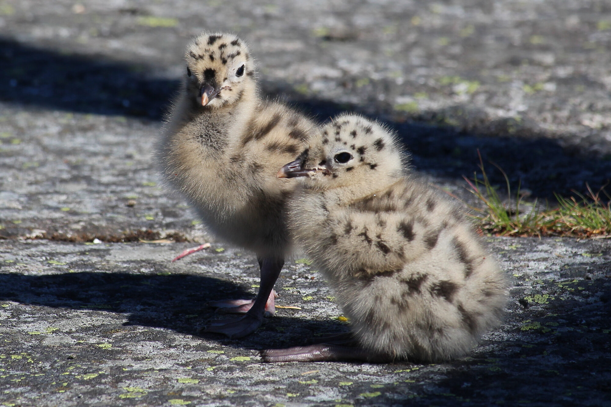 Valokuvaaja: Kirsi-Marja Joenpolvi