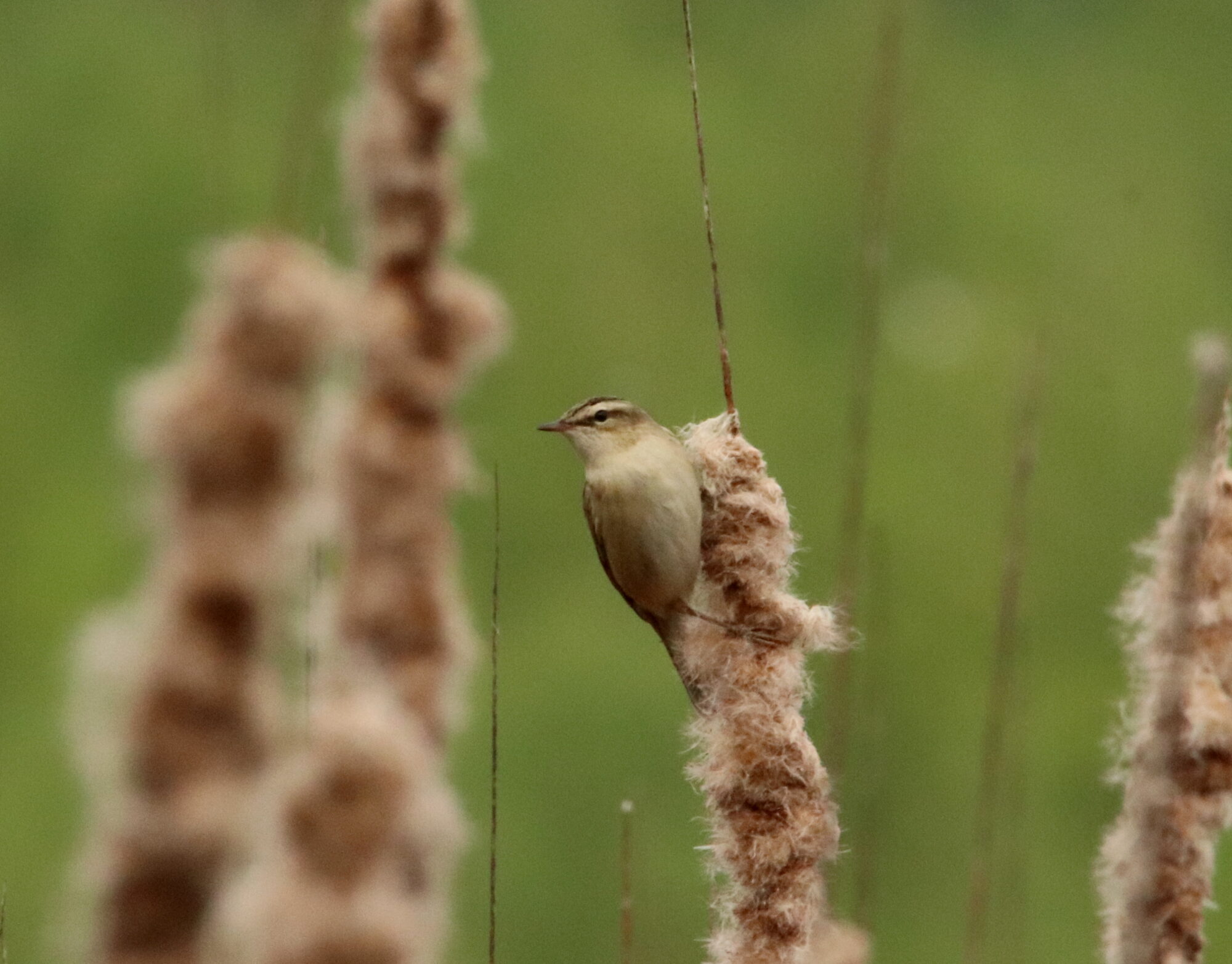 Valokuvaaja: Irja Lehtinen