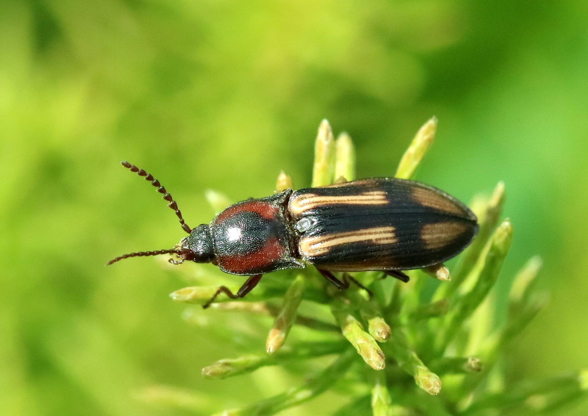 Valokuvaaja: Hannu Rasiranta