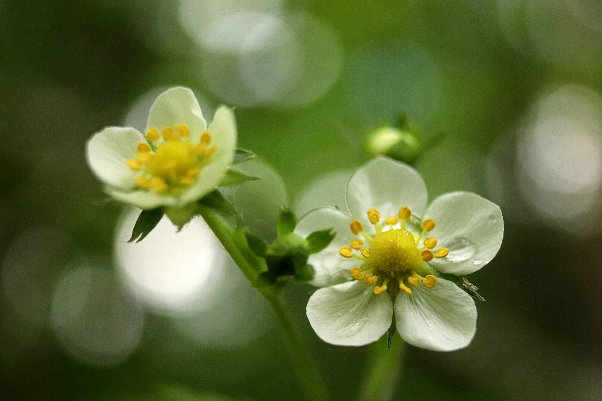 Valokuvaaja: Irja Lehtinen