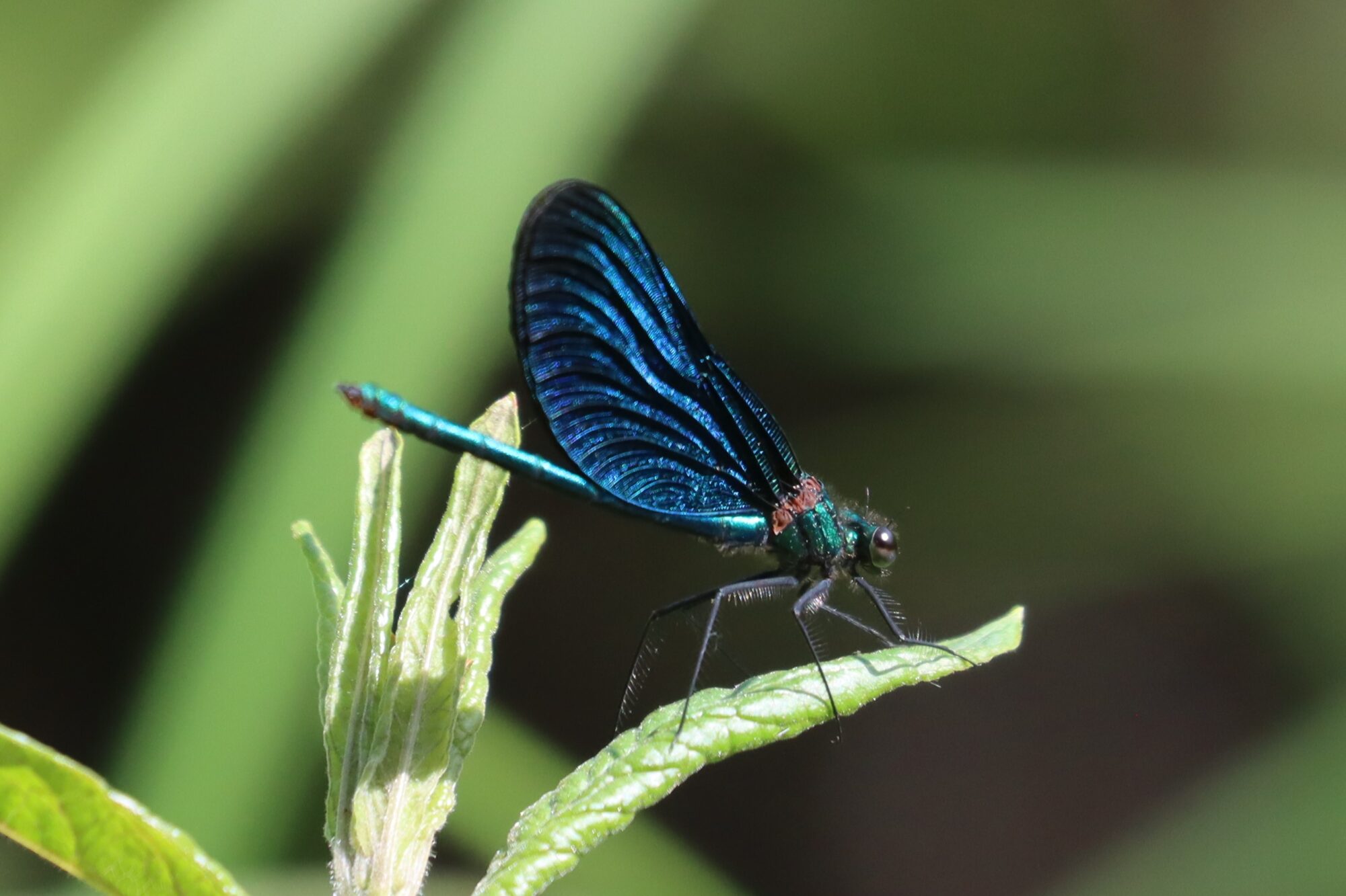 Valokuvaaja: Susanna Hannula Valokuvaaja: Susanna Hannula