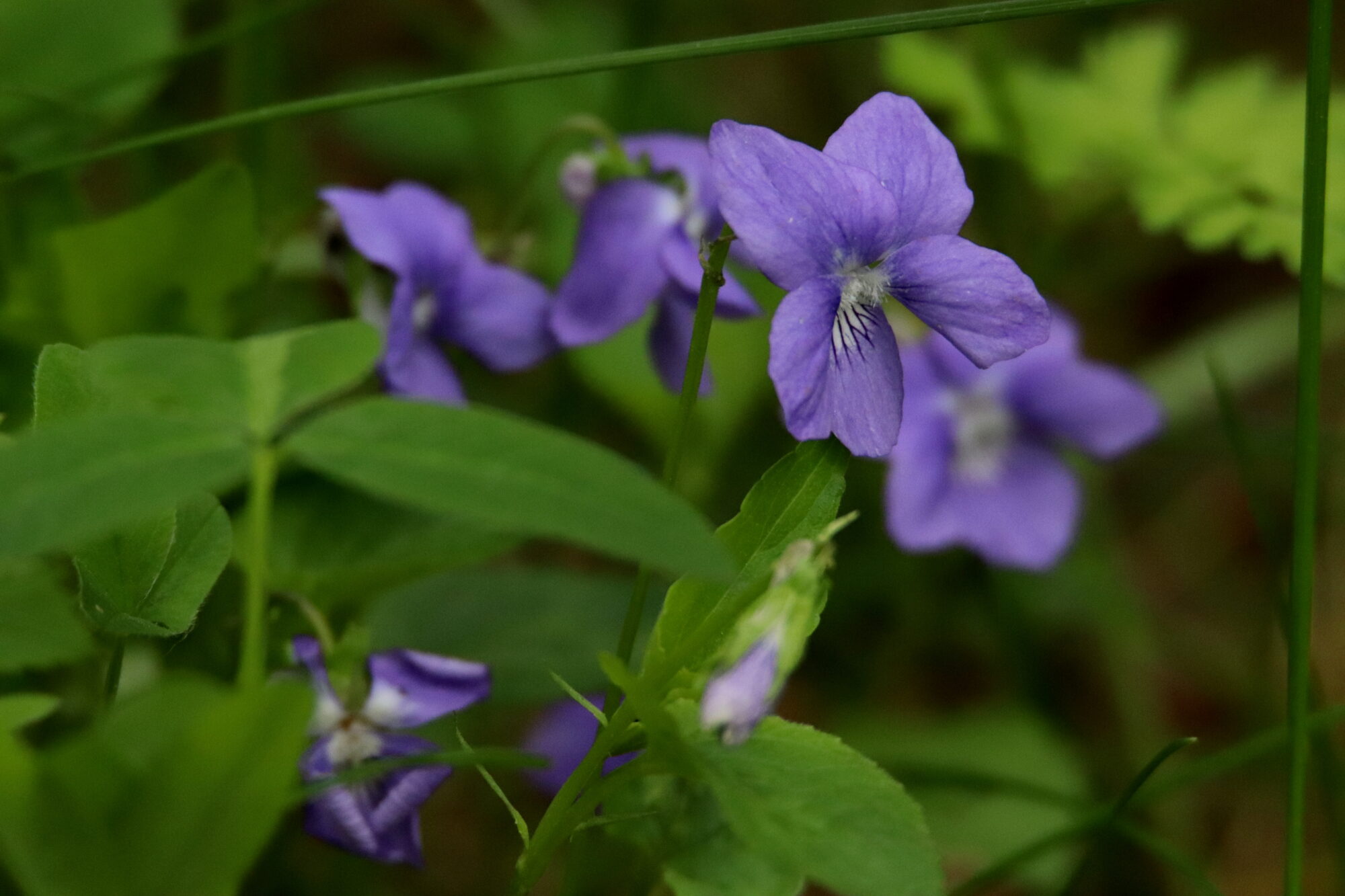 Valokuvaaja: Irja Lehtinen Valokuvaaja: Irja Lehtinen