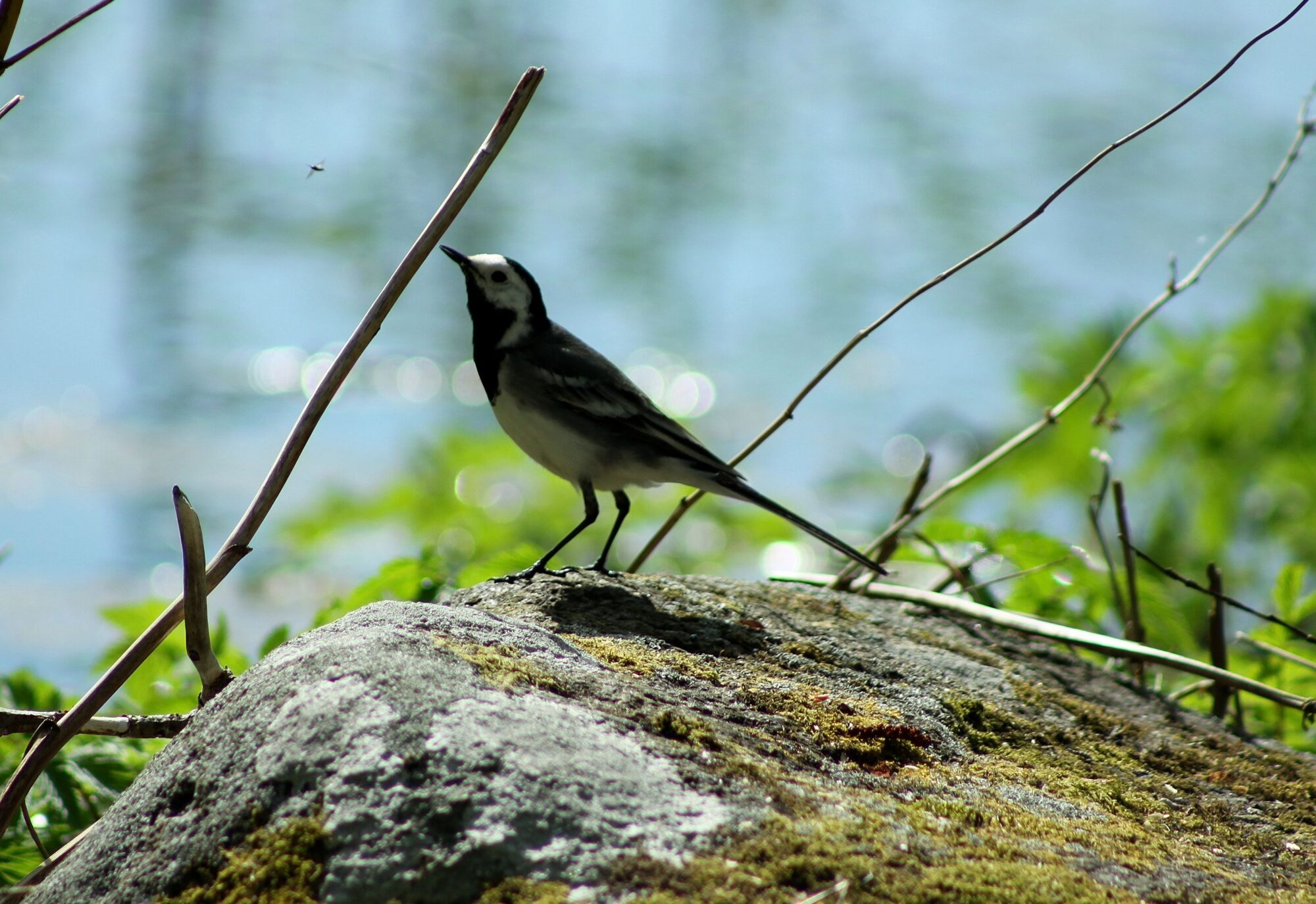 Valokuvaaja: Pirkko Siukonen