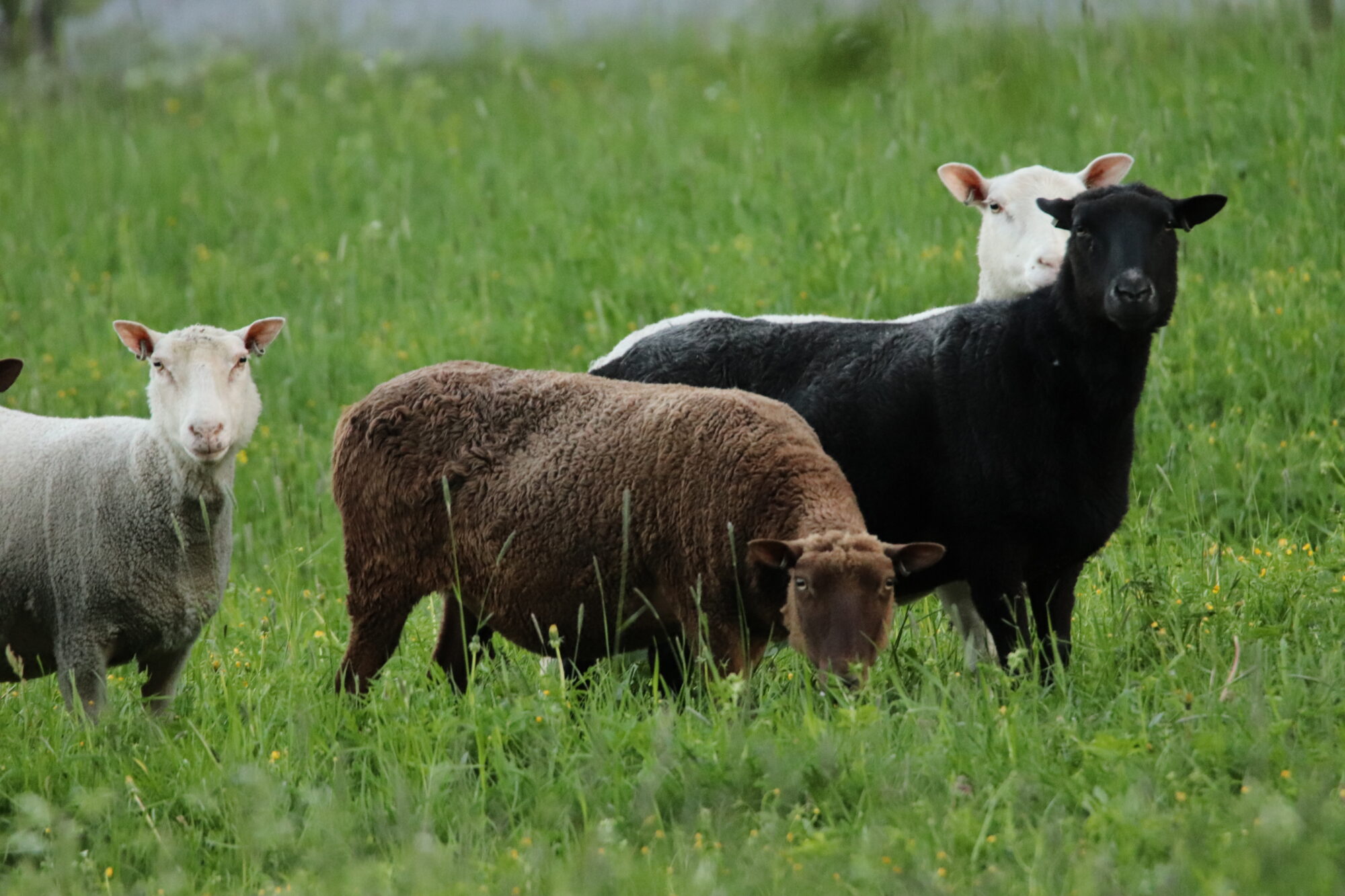 Valokuvaaja: Irja Lehtinen