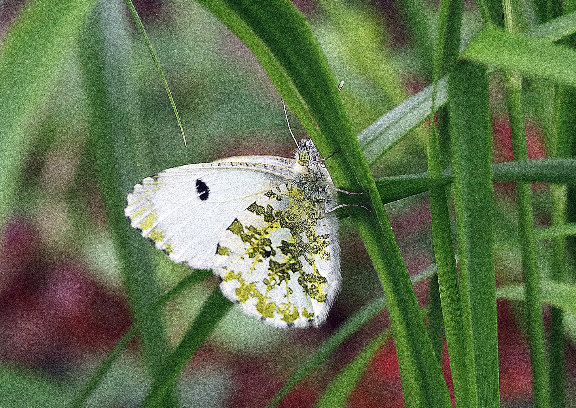 Valokuvaaja: Hannu Rasiranta