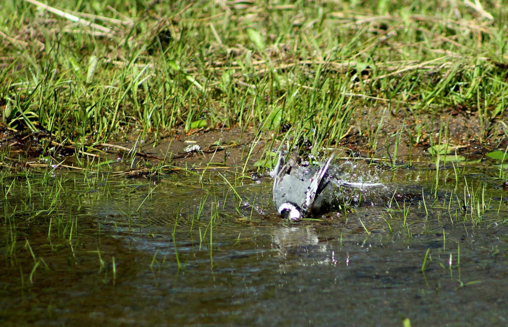 Valokuvaaja: Pirkko Siukonen