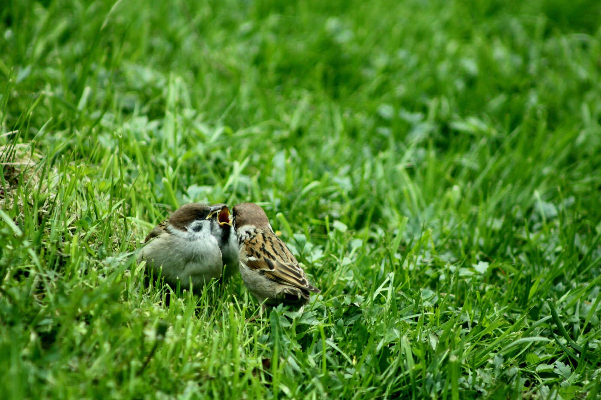 Valokuvaaja: Pirkko Siukonen