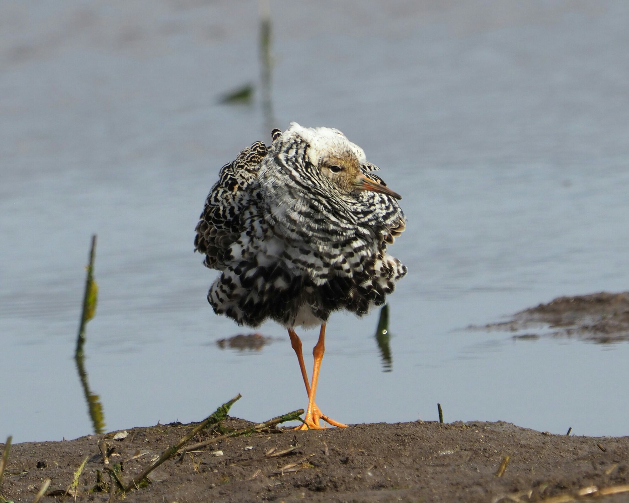 Valokuvaaja: Mikkola Irma Valokuvaaja: Mikkola Irma
