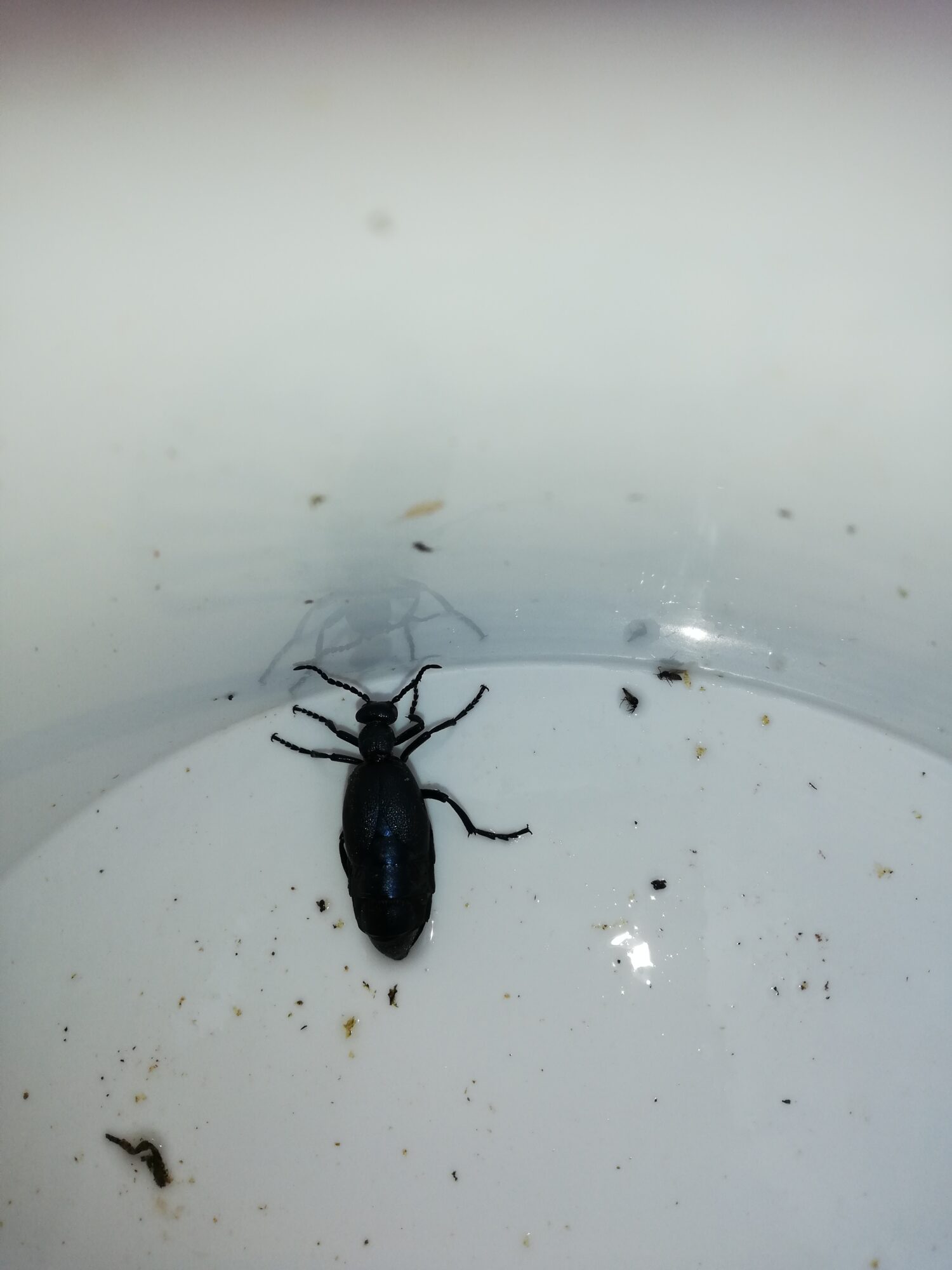 Valokuvaaja: Pirkko Hautalahti Valokuvaaja: Pirkko Hautalahti