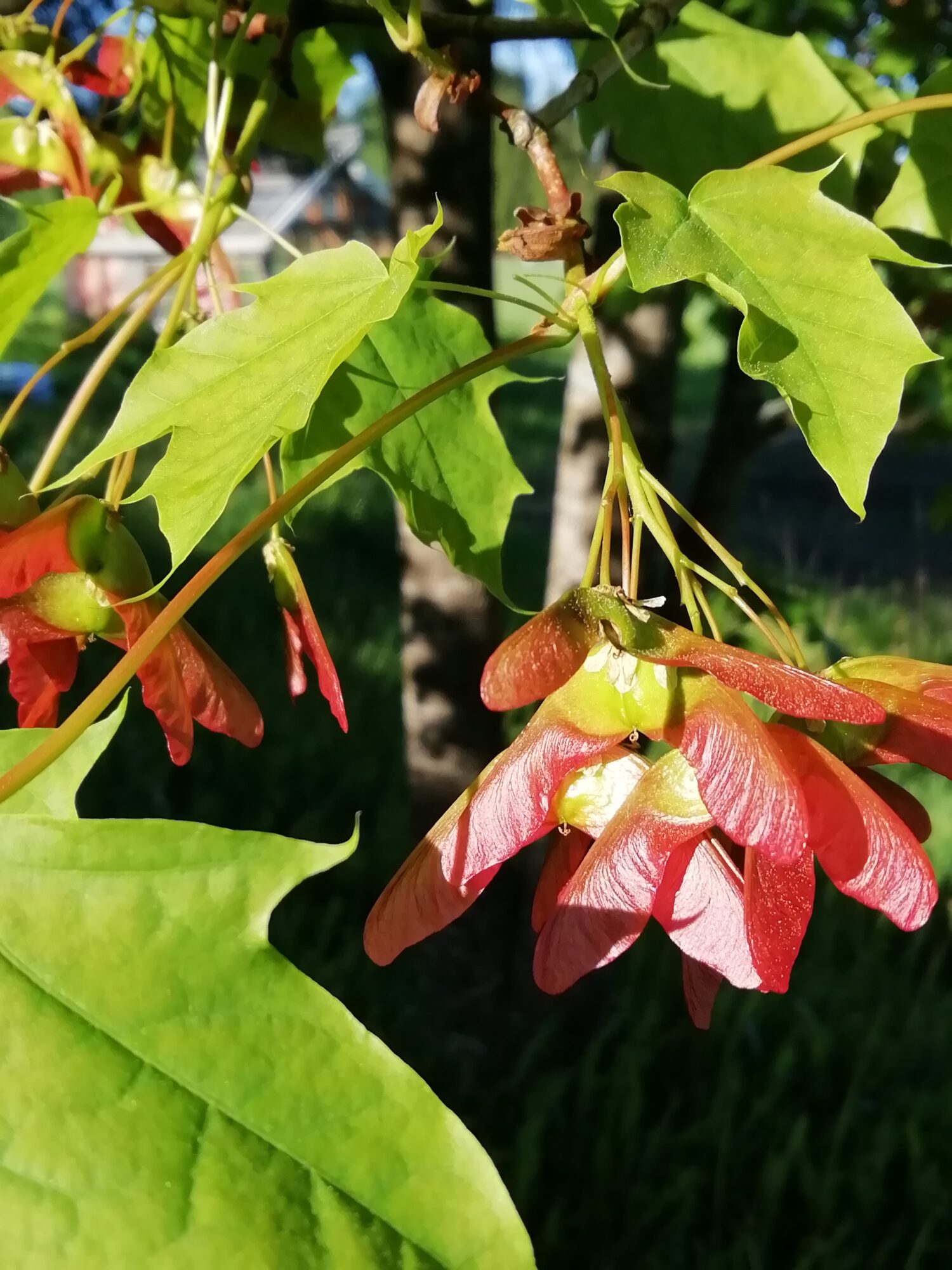 Valokuvaaja: Päivi Aikioniemi Valokuvaaja: Päivi Aikioniemi