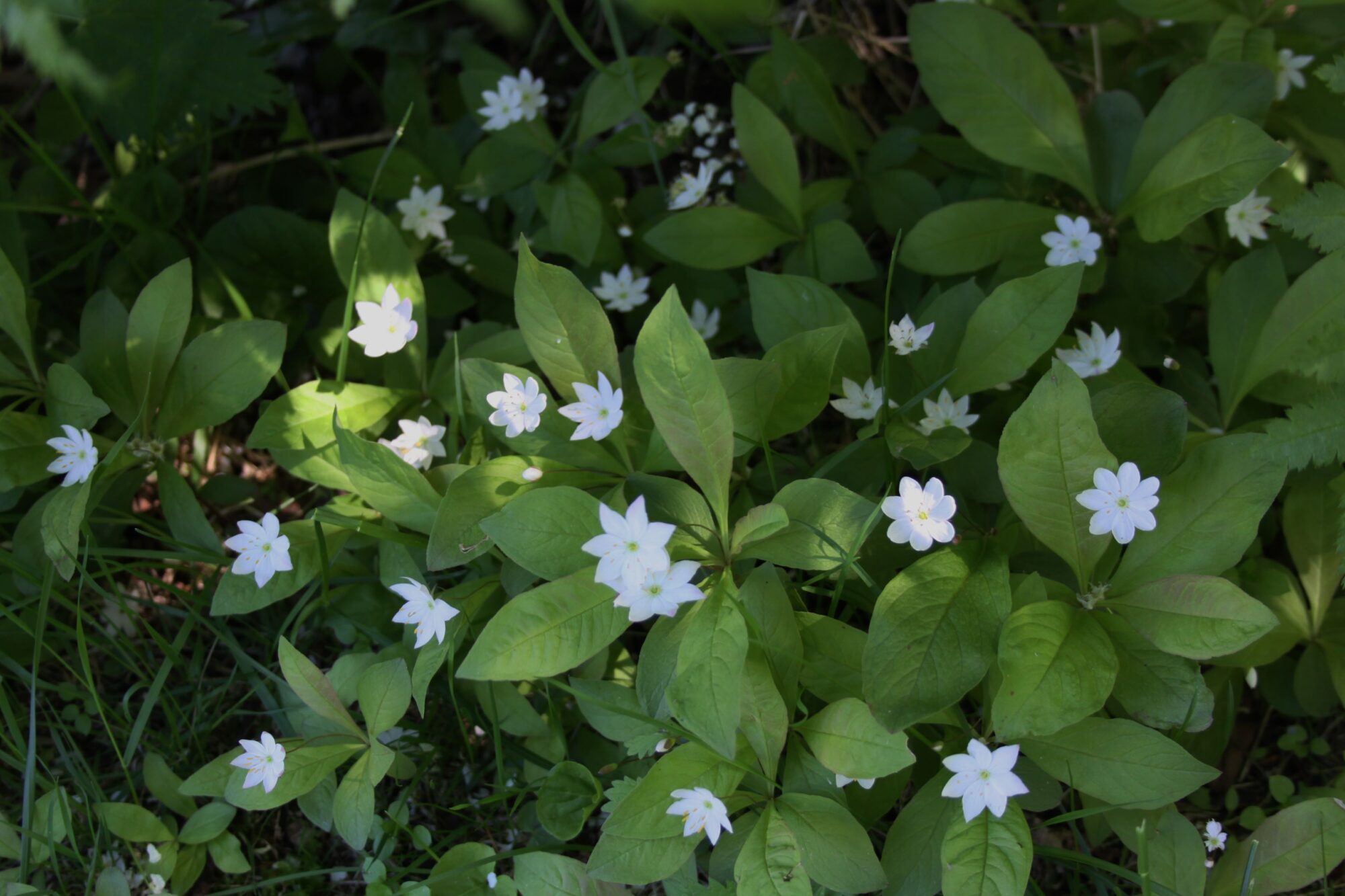 Valokuvaaja: Pirkko Siukonen