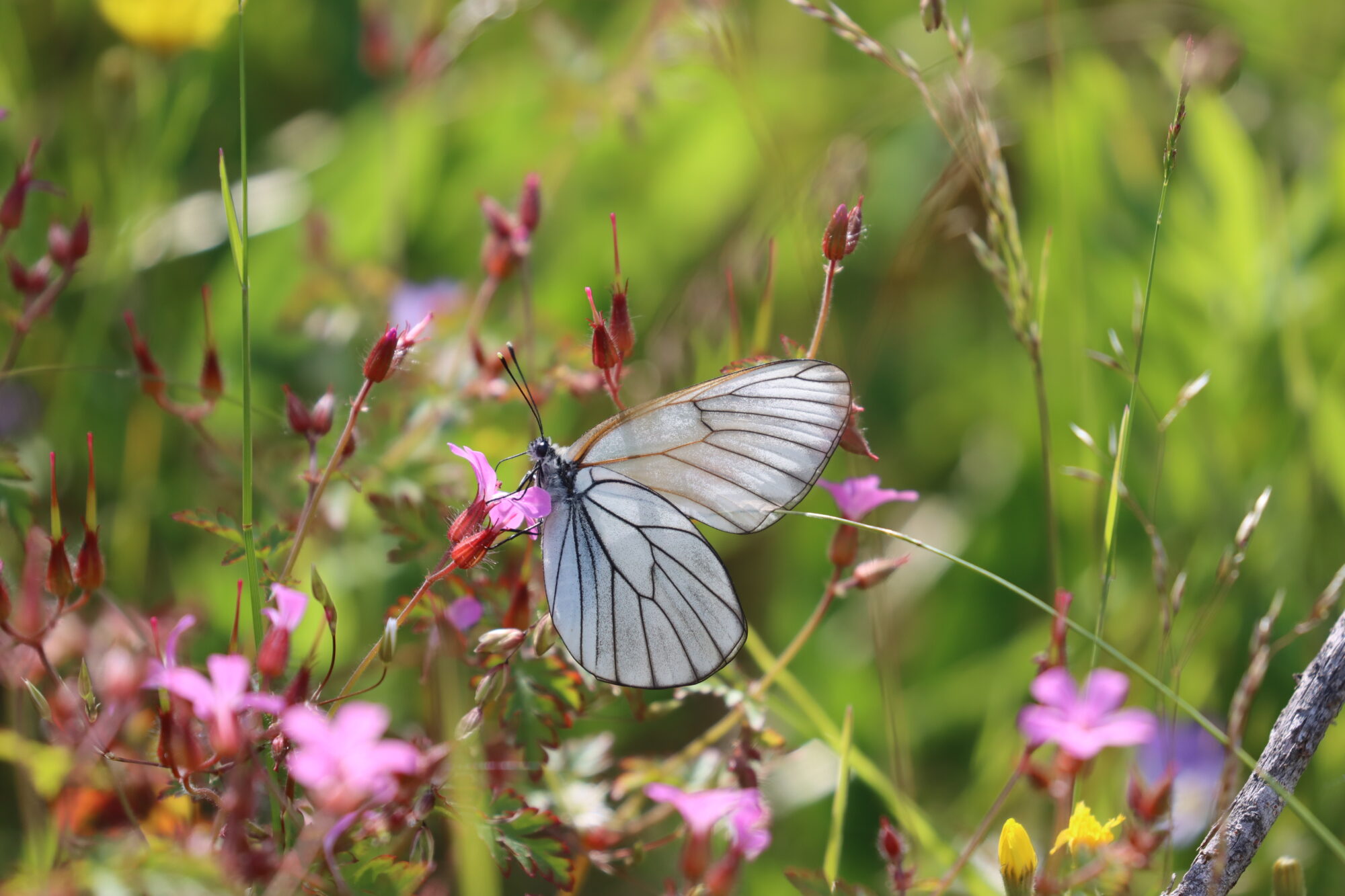 Valokuvaaja: Susanna Hannula Valokuvaaja: Susanna Hannula