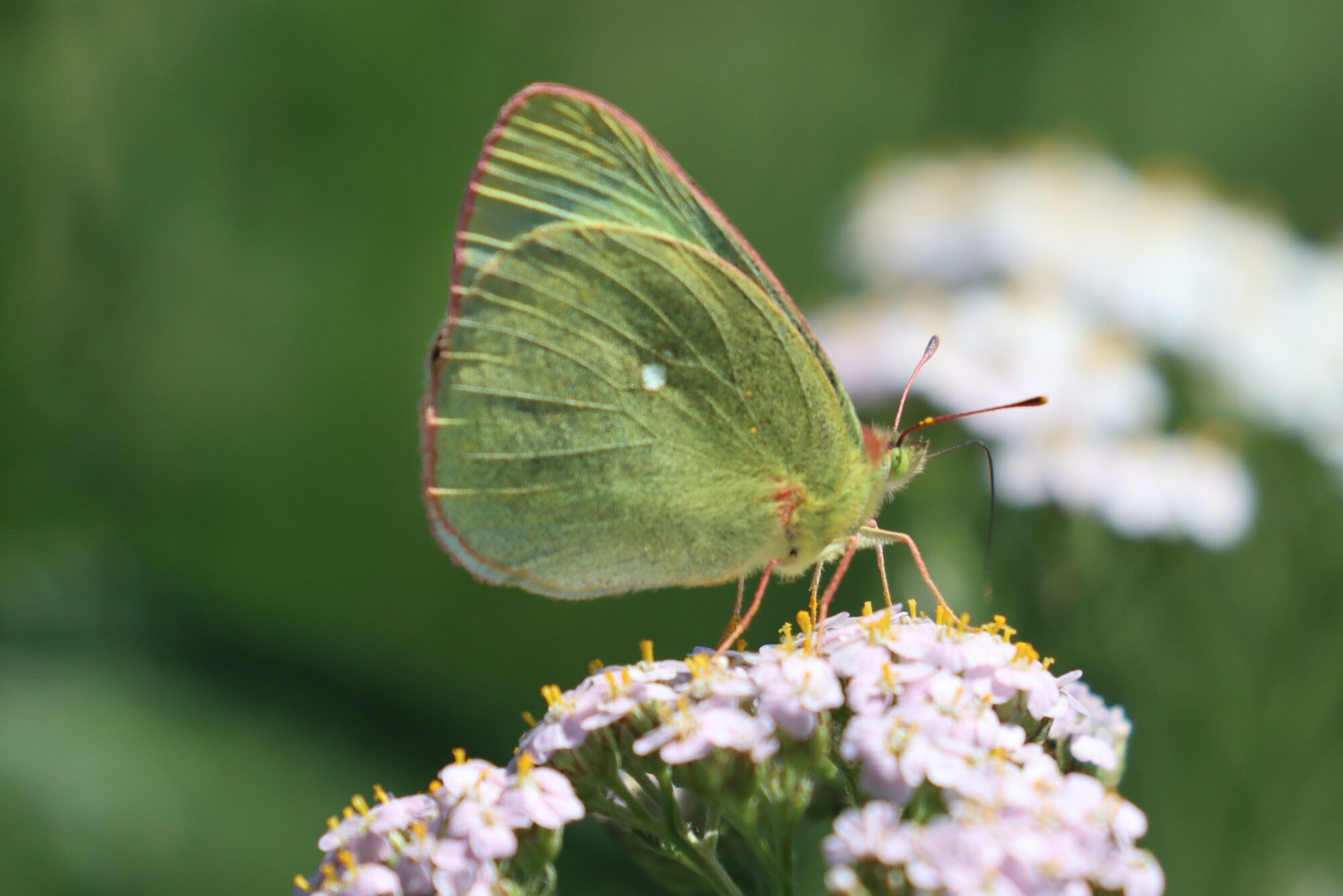 Valokuvaaja: Susanna Hannula