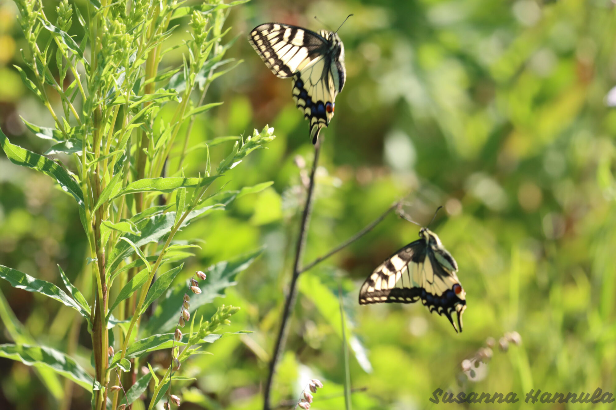 Valokuvaaja: Susanna Hannula