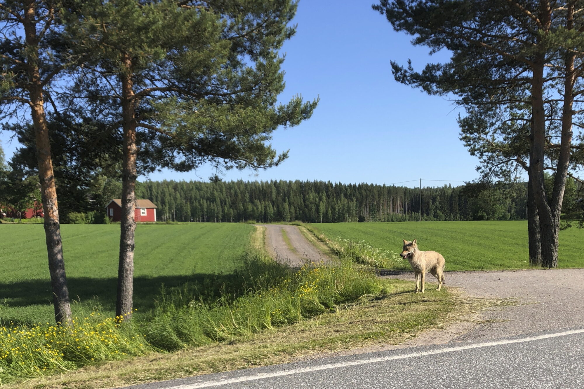 Valokuvaaja: Lasse Kokko