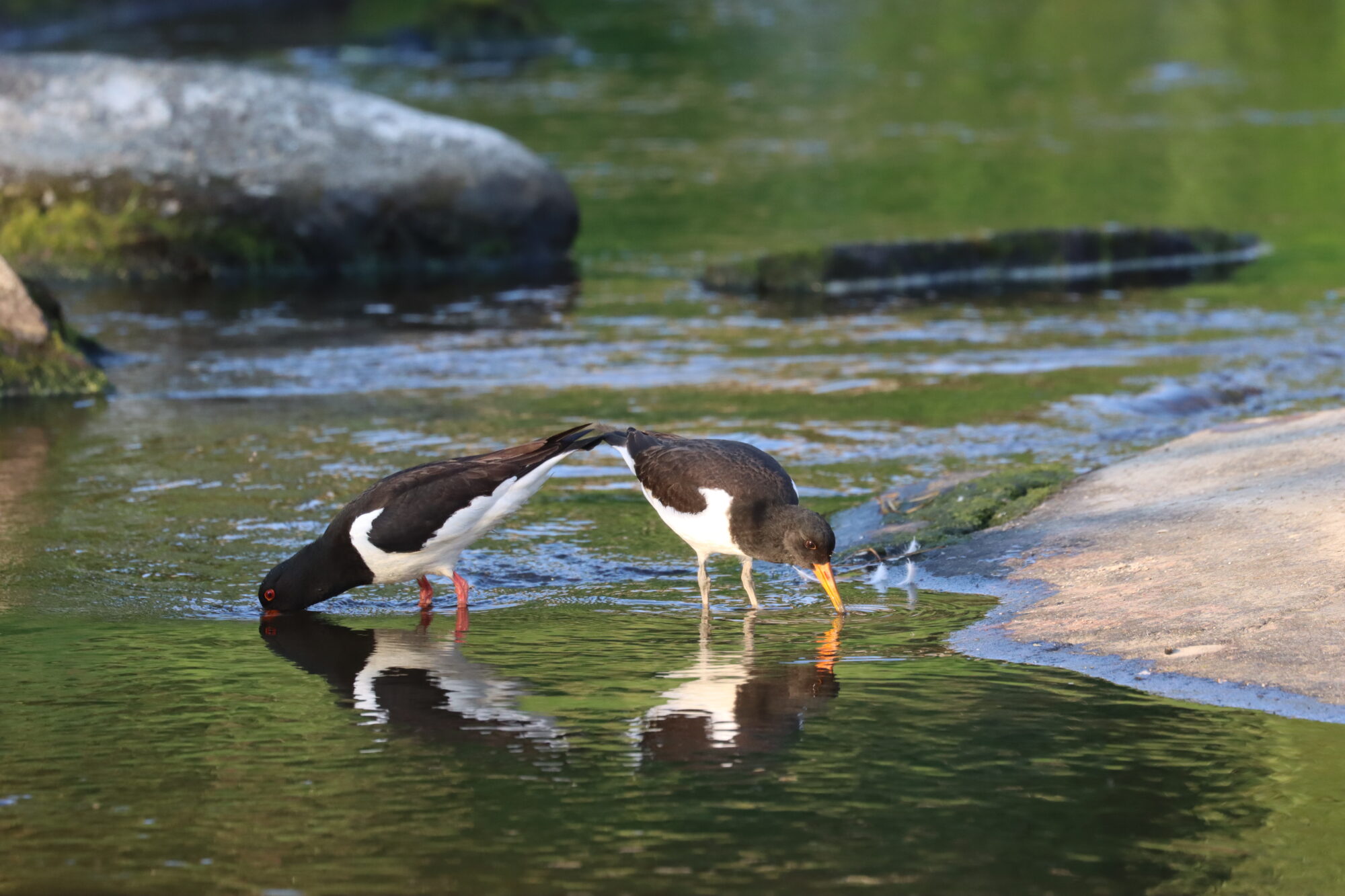 Valokuvaaja: Susanna Hannula Valokuvaaja: Susanna Hannula
