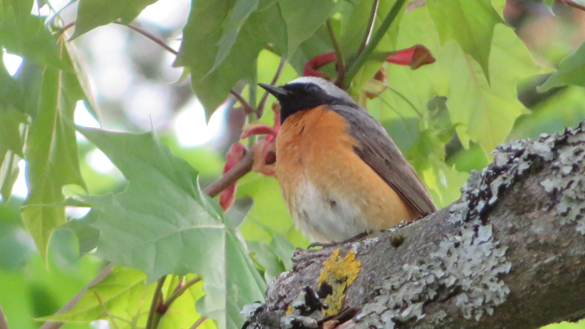 Valokuvaaja: Risto Kangassalo Valokuvaaja: Risto Kangassalo