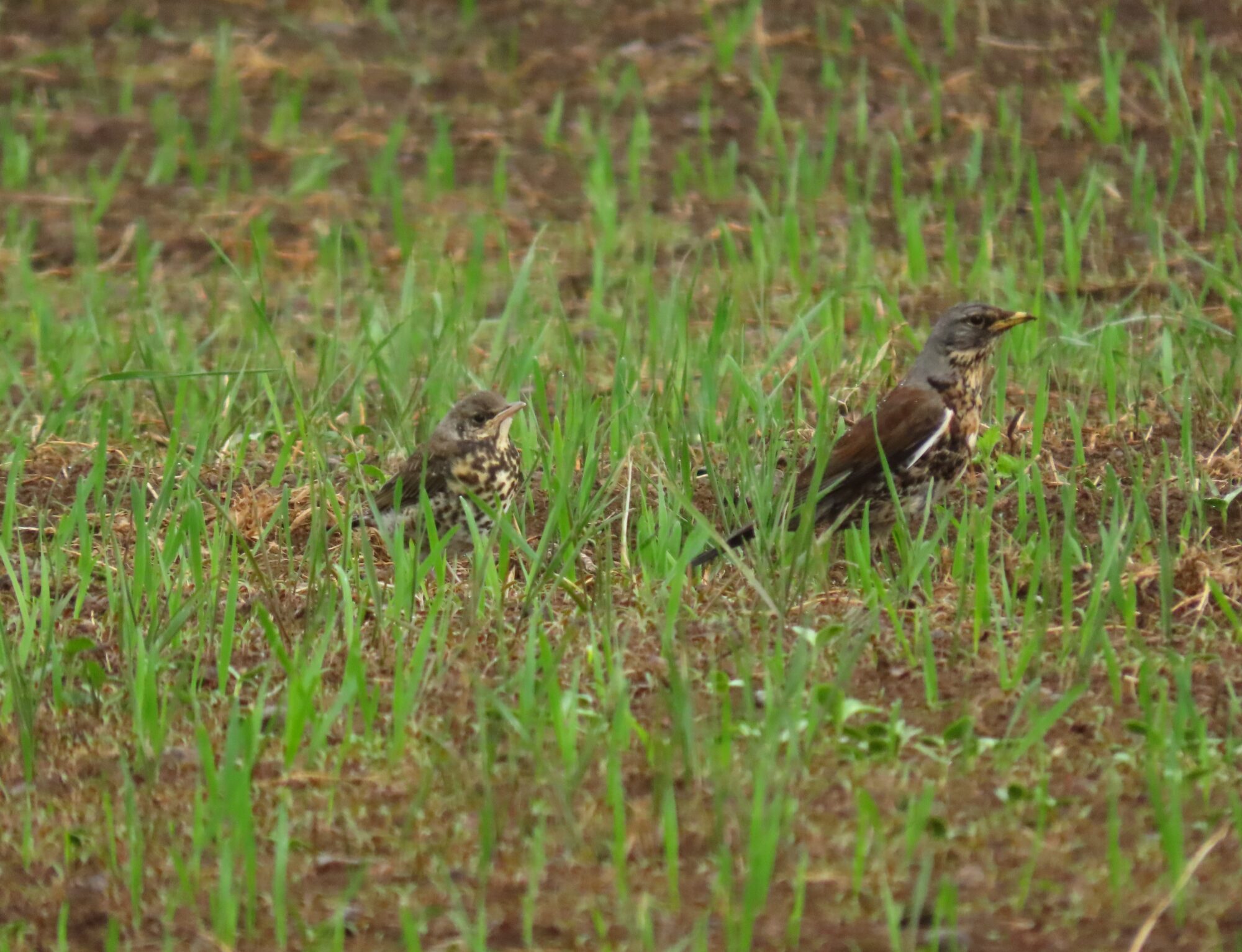 Valokuvaaja: Mirja Suoknuuti