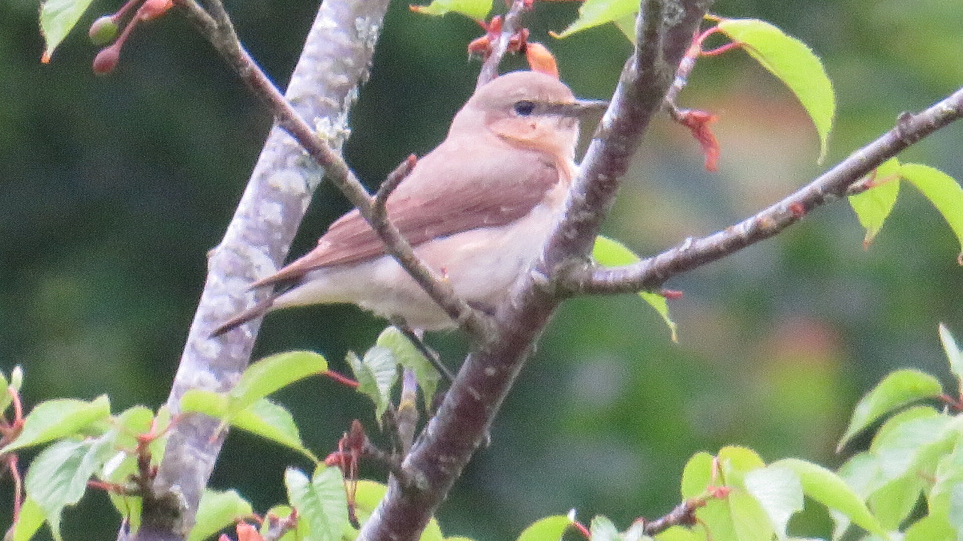 Valokuvaaja: Risto Kangassalo