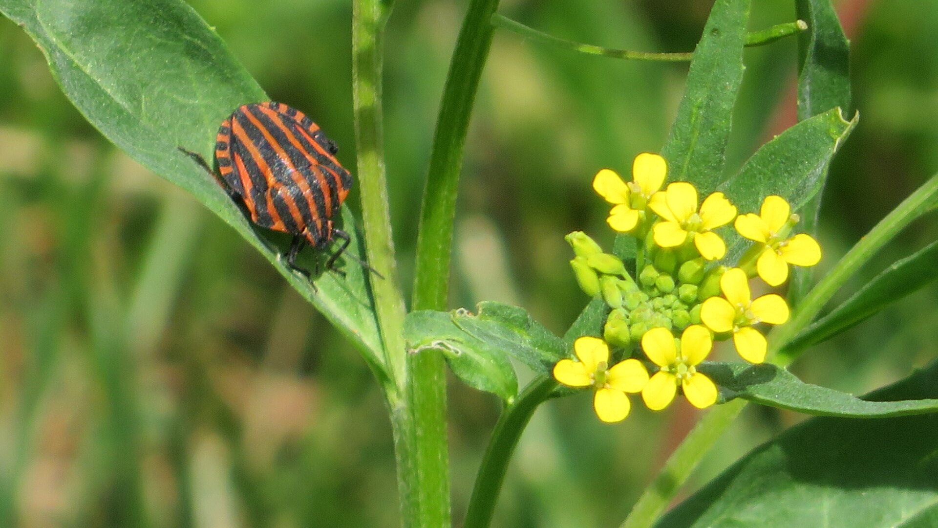 Valokuvaaja: Risto Kangassalo