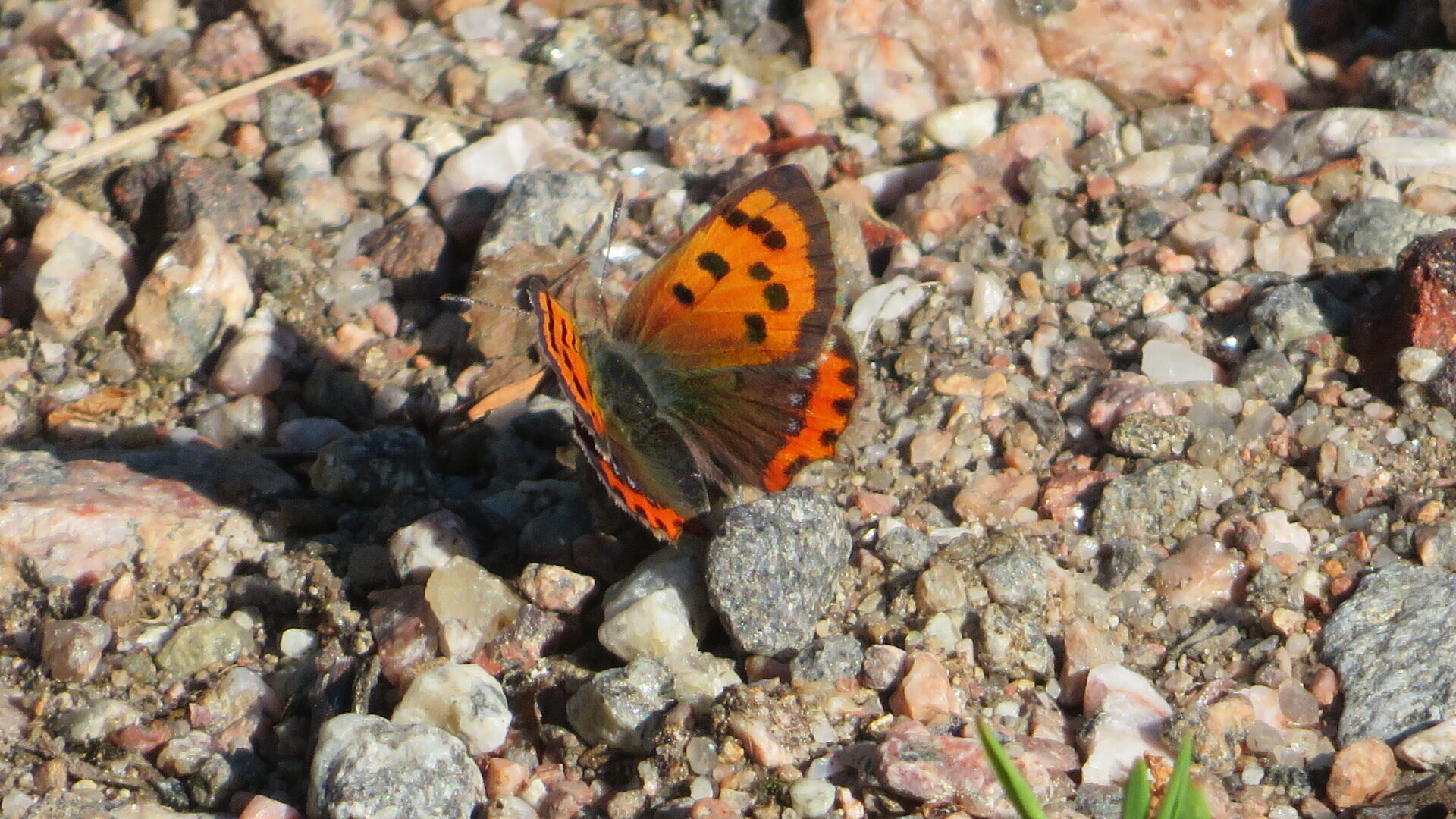 Valokuvaaja: Risto Kangassalo