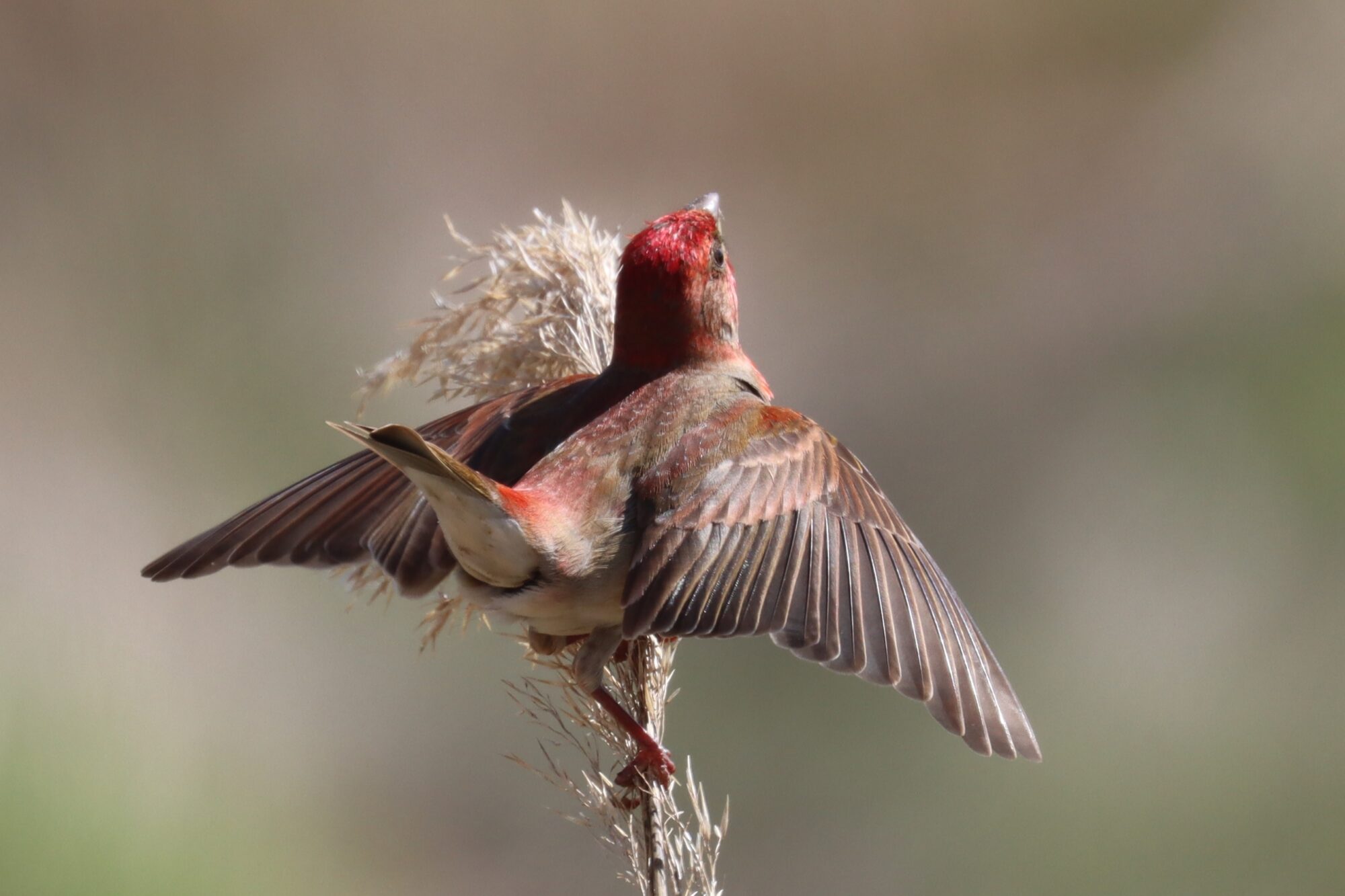Valokuvaaja: Susanna Hannula