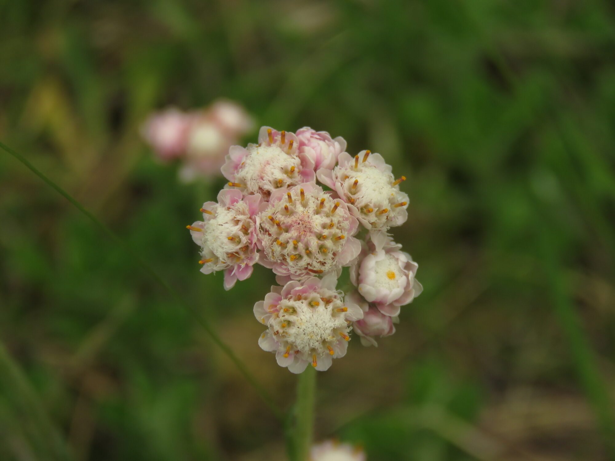 Valokuvaaja: Liisa Johansson