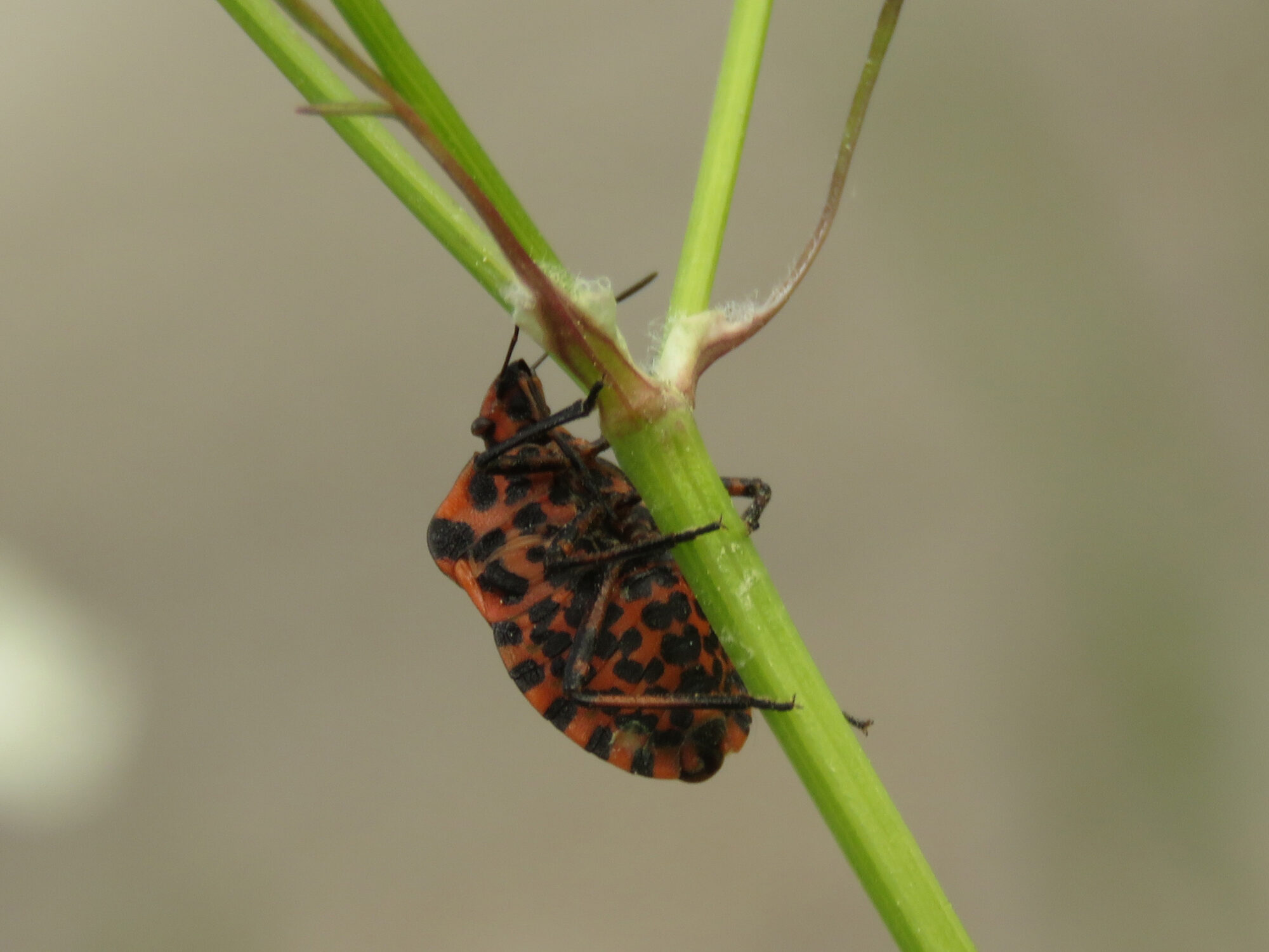Valokuvaaja: Liisa Johansson