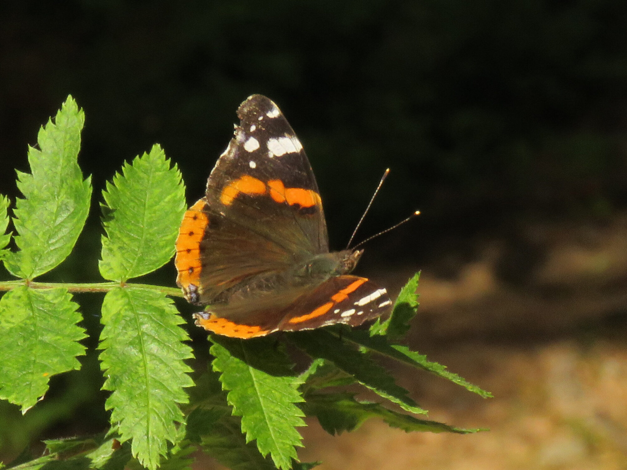 Valokuvaaja: Liisa Johansson